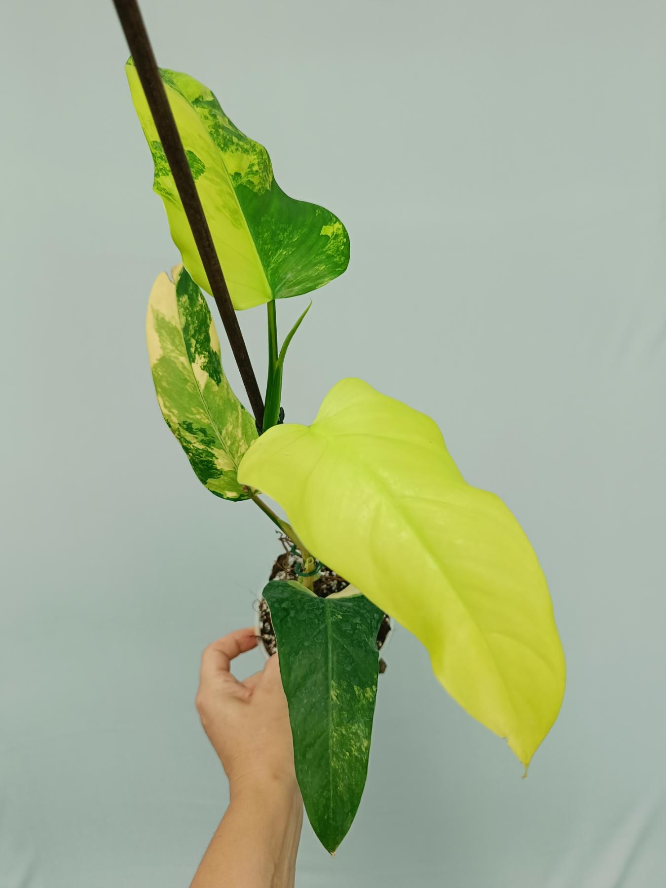 philodendron variegated domesticum Philodendron Domesticum Variegata