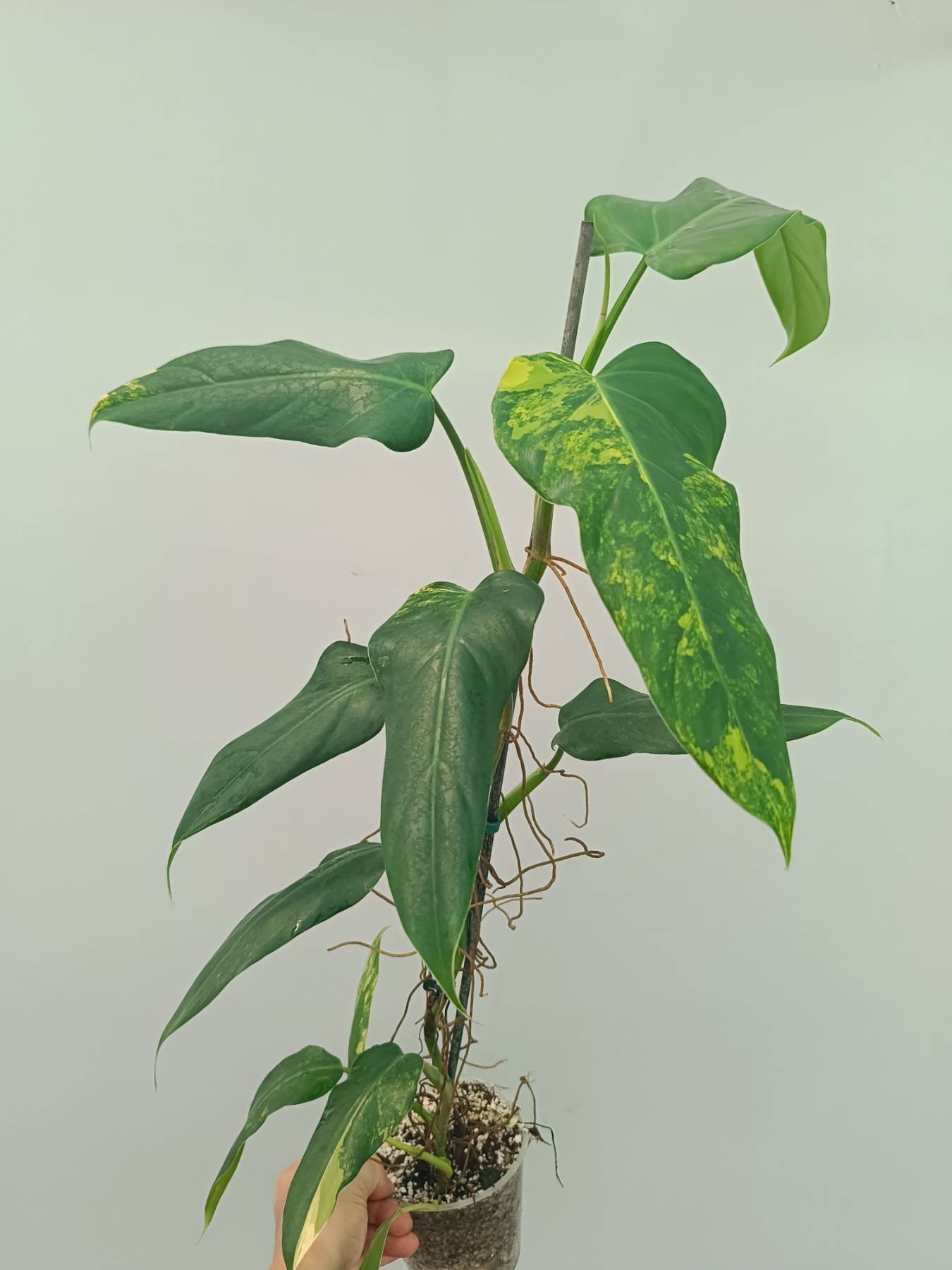 Philodendron domesticum variegata XXL
