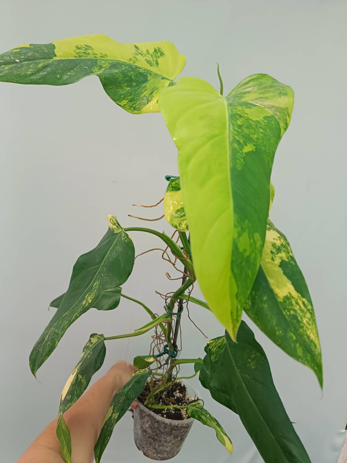 Philodendron domesticum variegata XL