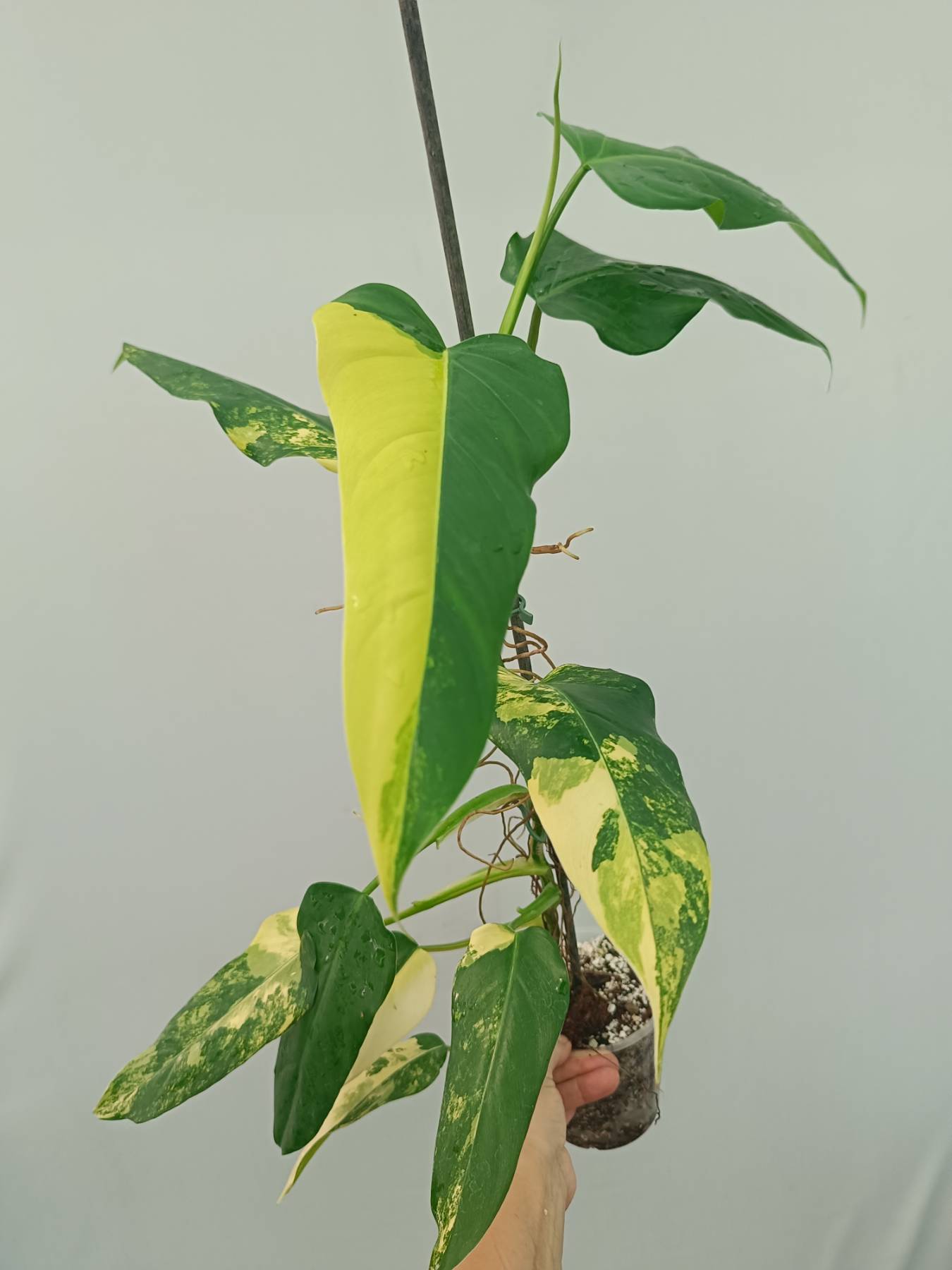 philodendron domesticum green Philodendron Domesticum Variegata XL