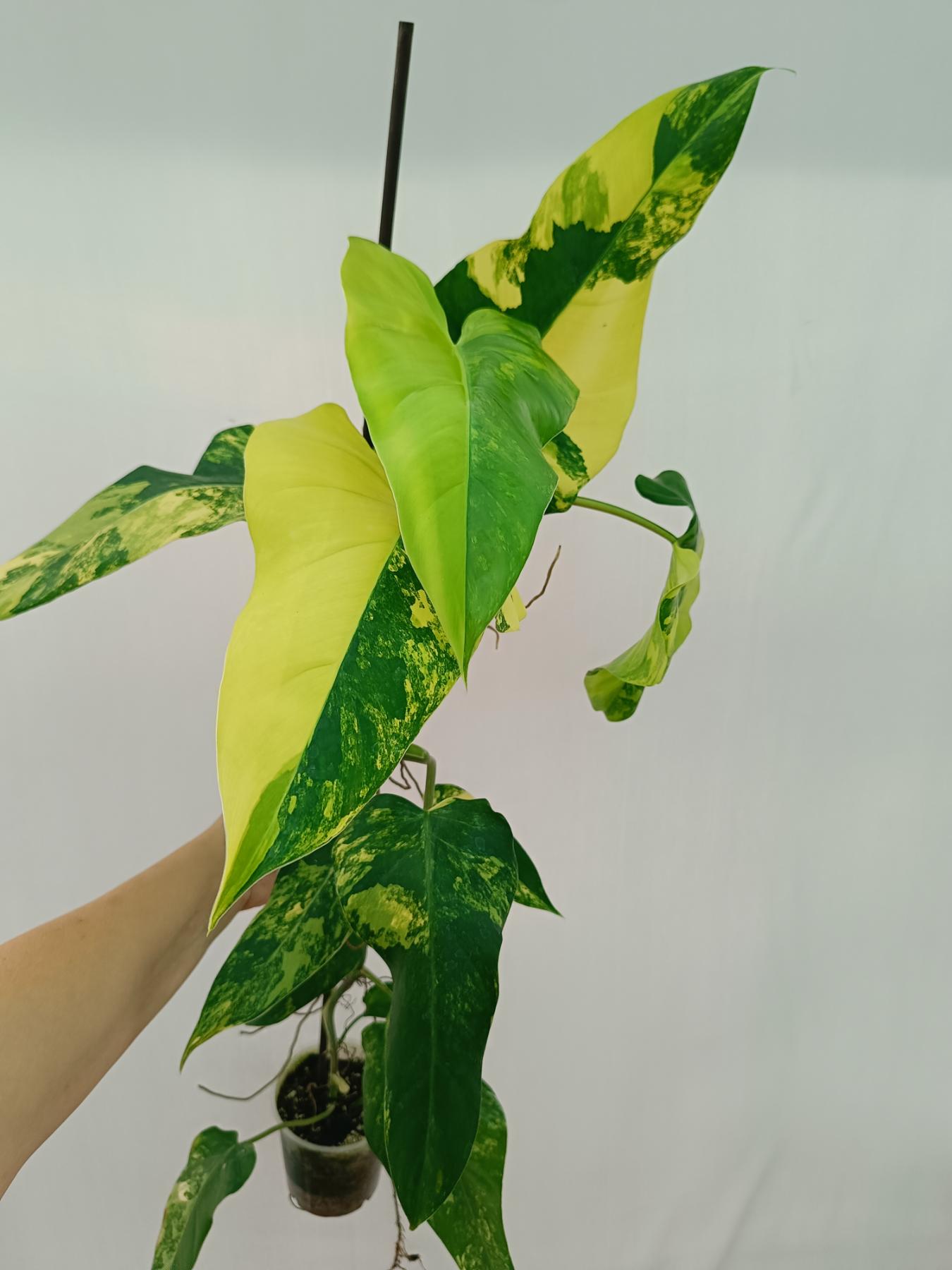 Philodendron domesticum variegata