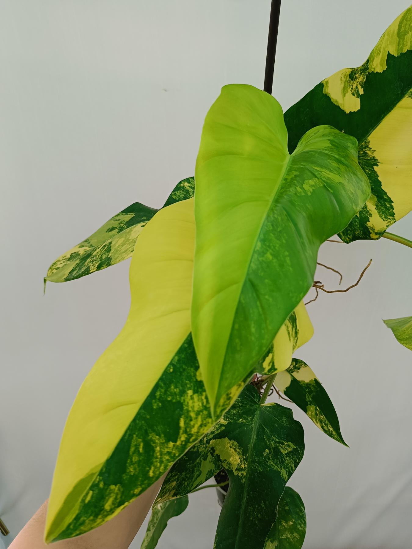 Philodendron domesticum variegata