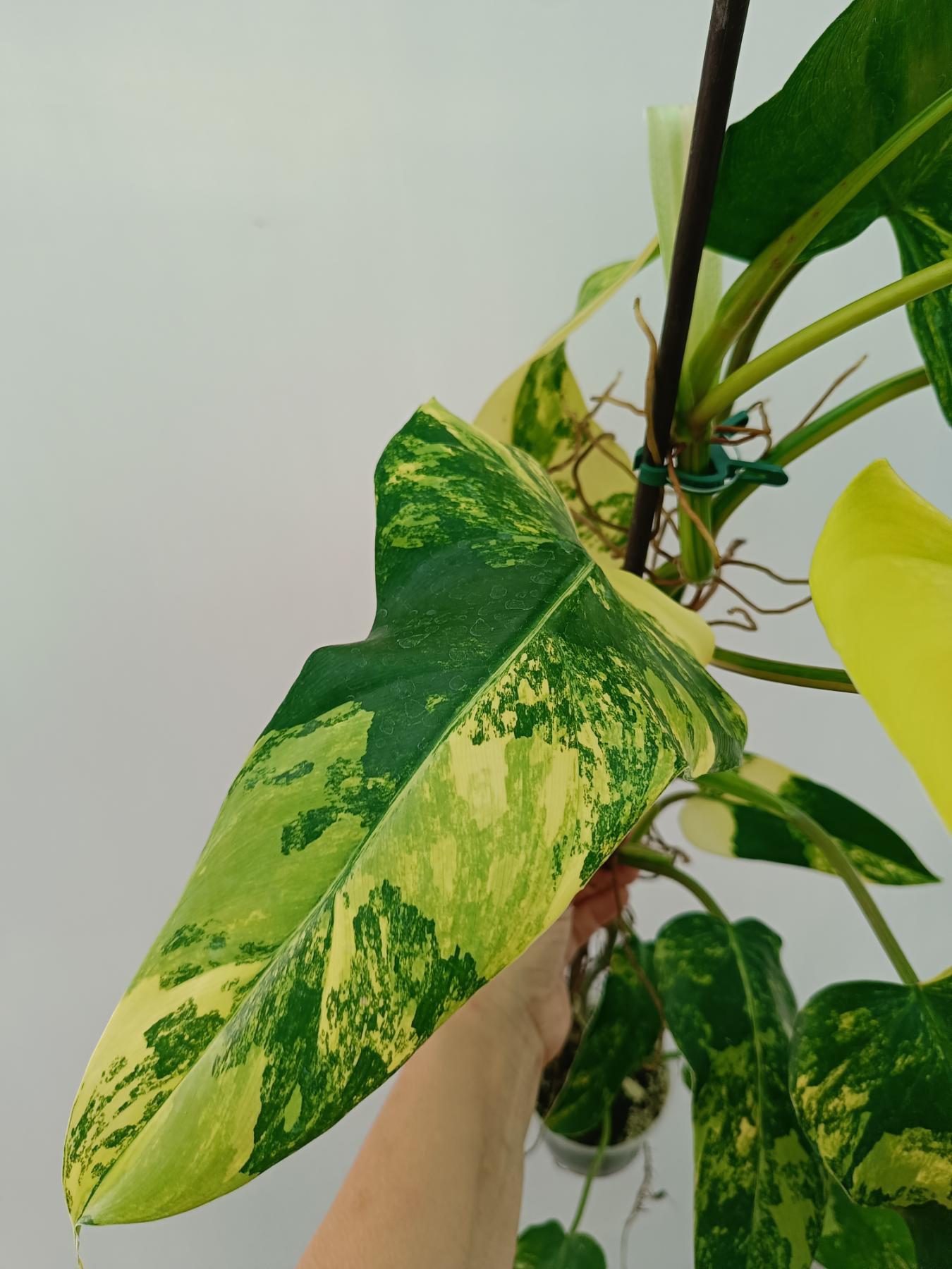 Philodendron domesticum variegata