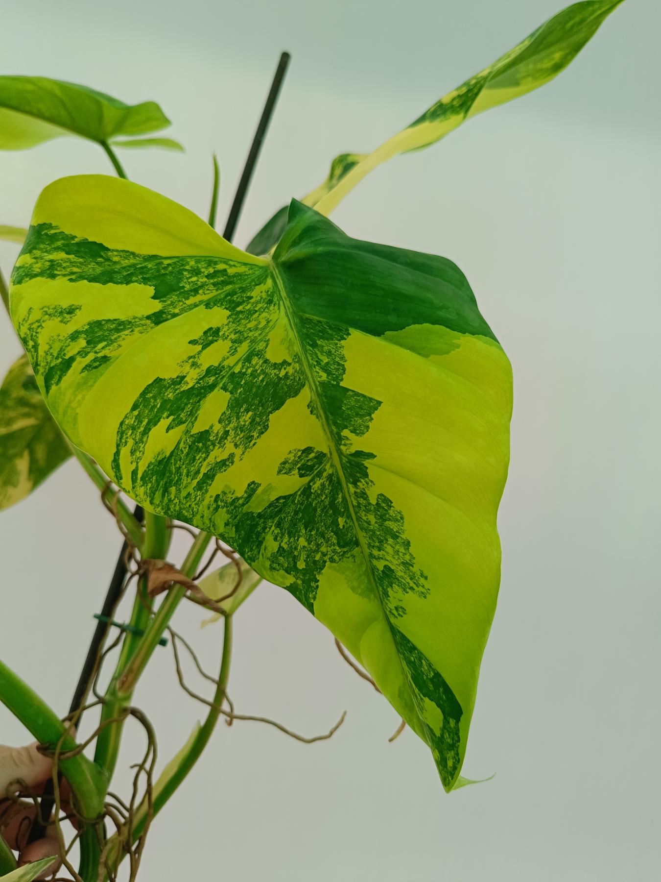Philodendron domesticum variegata