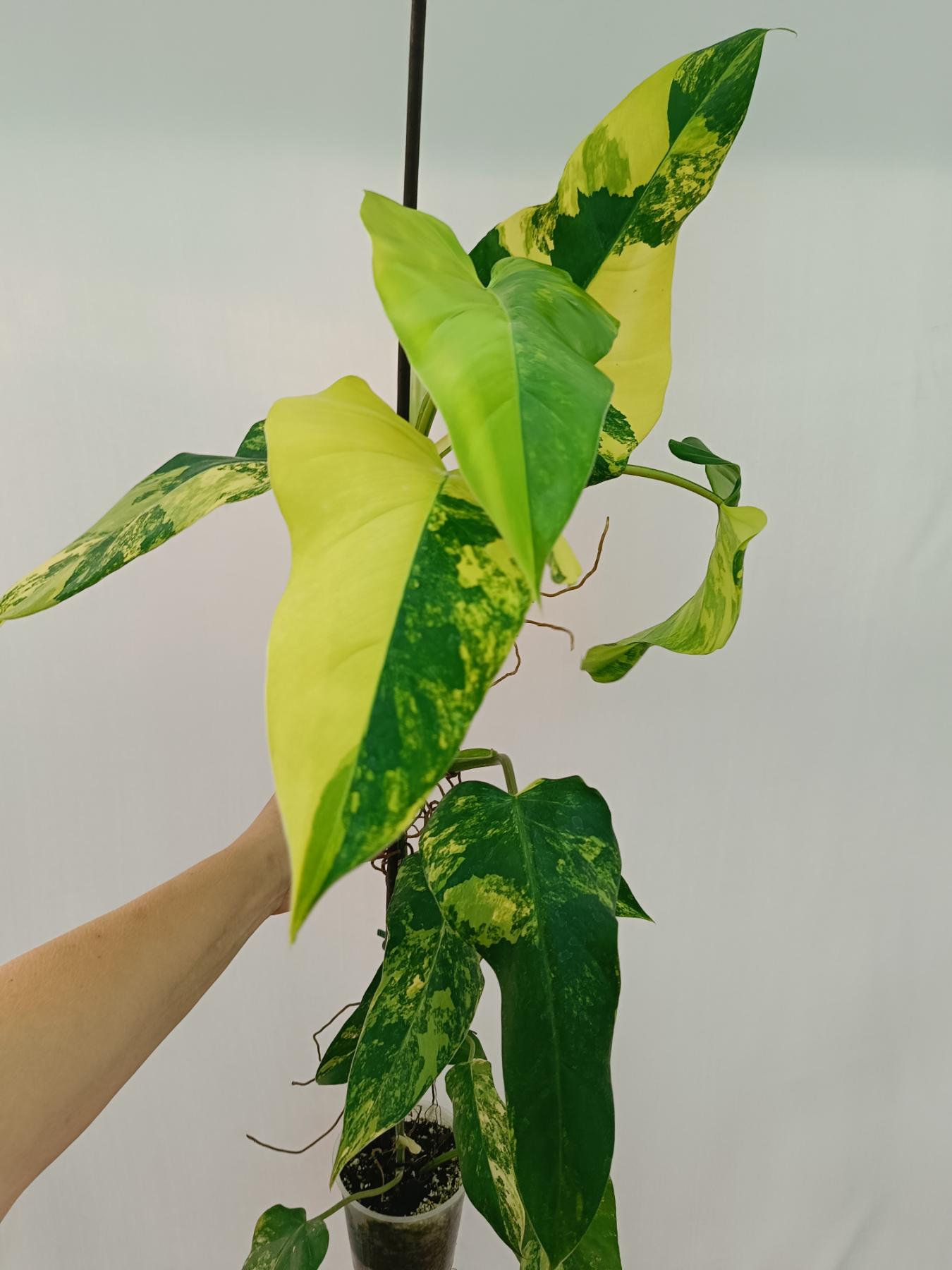 Philodendron domesticum variegata XL