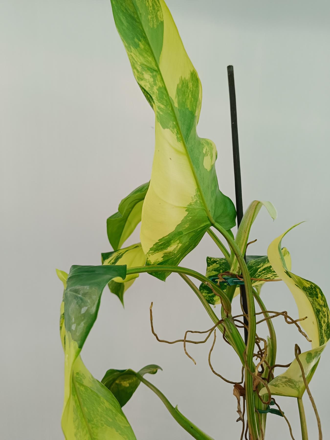 Philodendron domesticum variegata XL