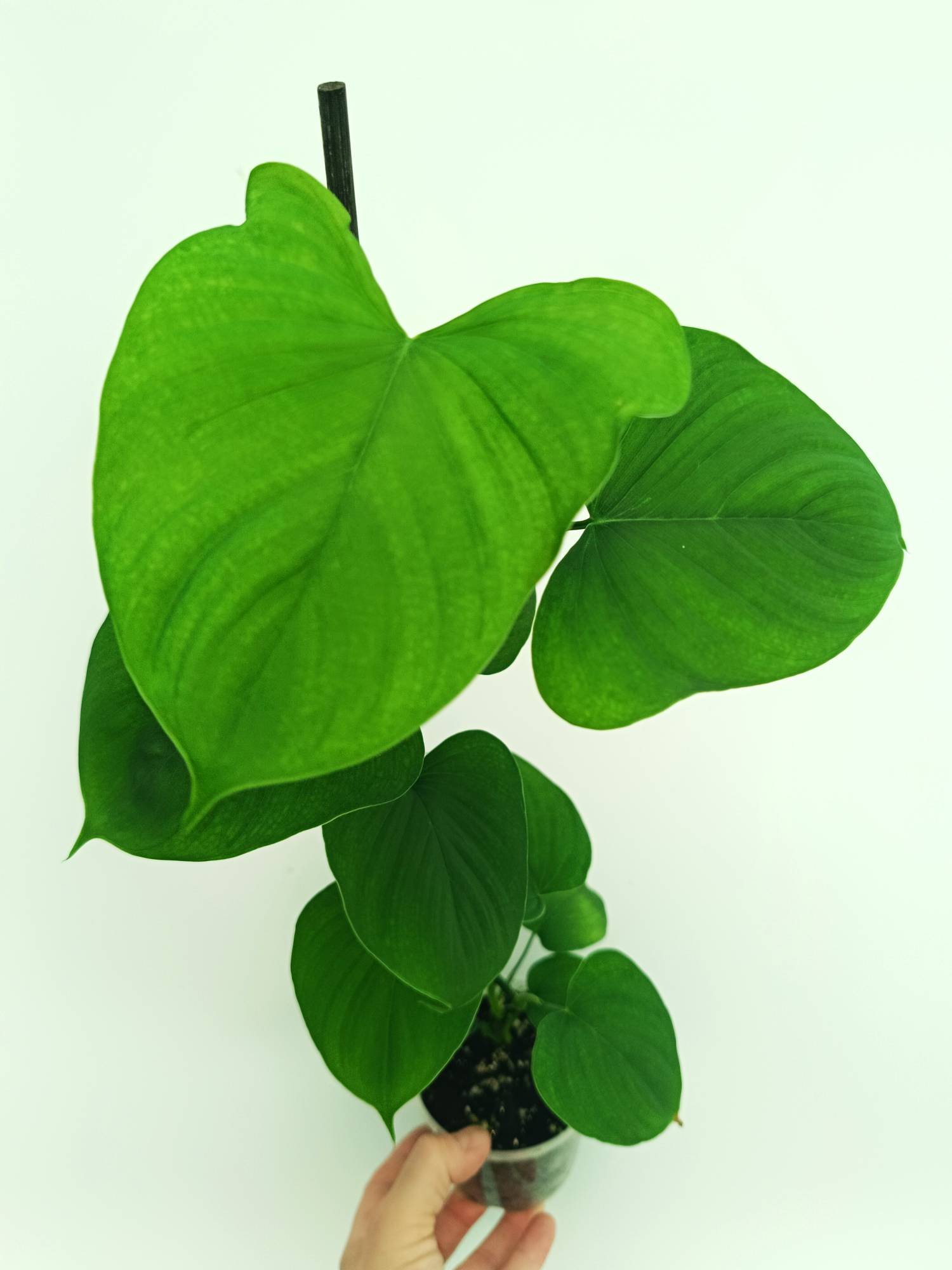 Philodendron Fibraecataphyllum