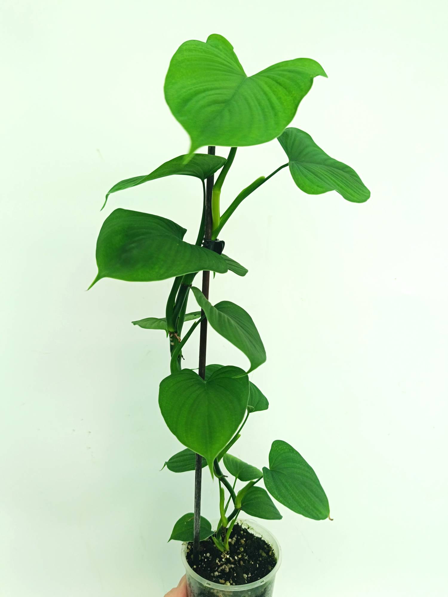 Philodendron Fibraecataphyllum