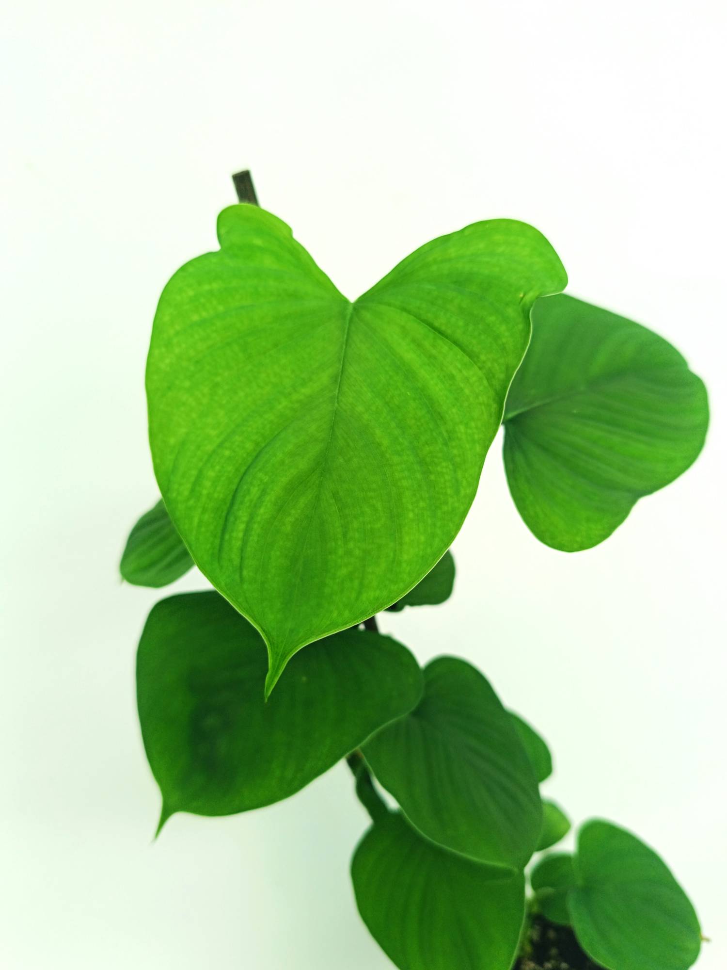 Philodendron Fibraecataphyllum