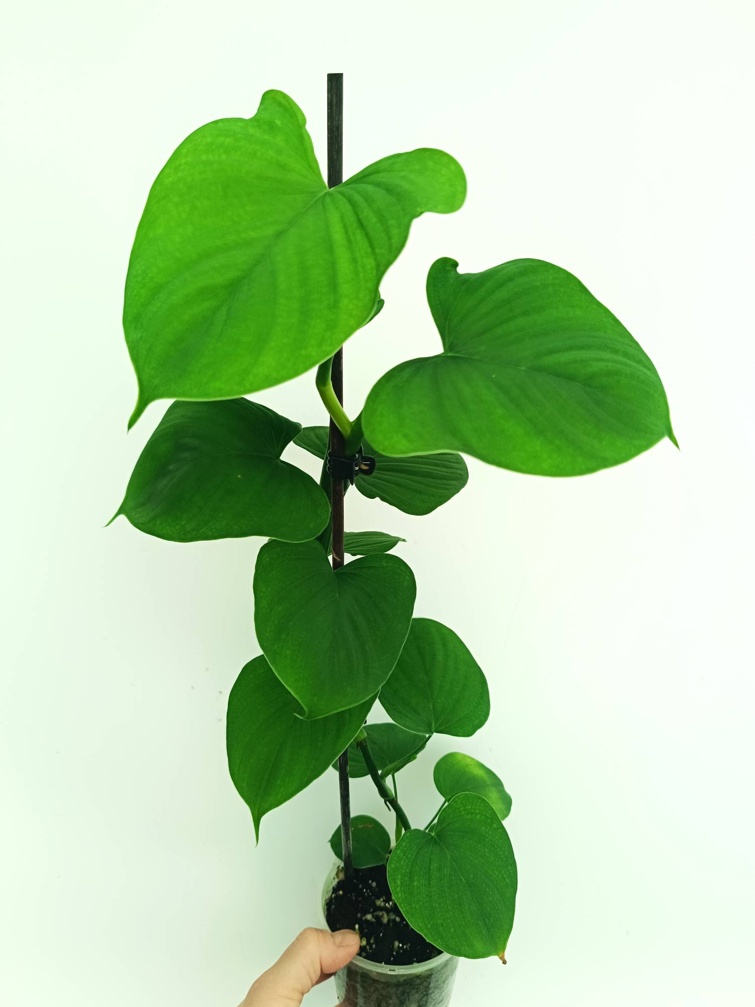Philodendron Fibraecataphyllum