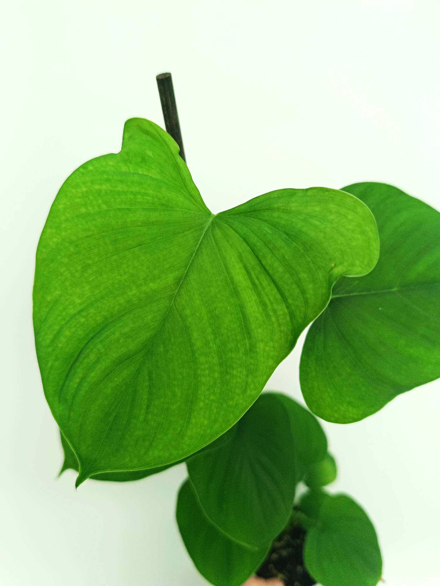Philodendron Fibraecataphyllum