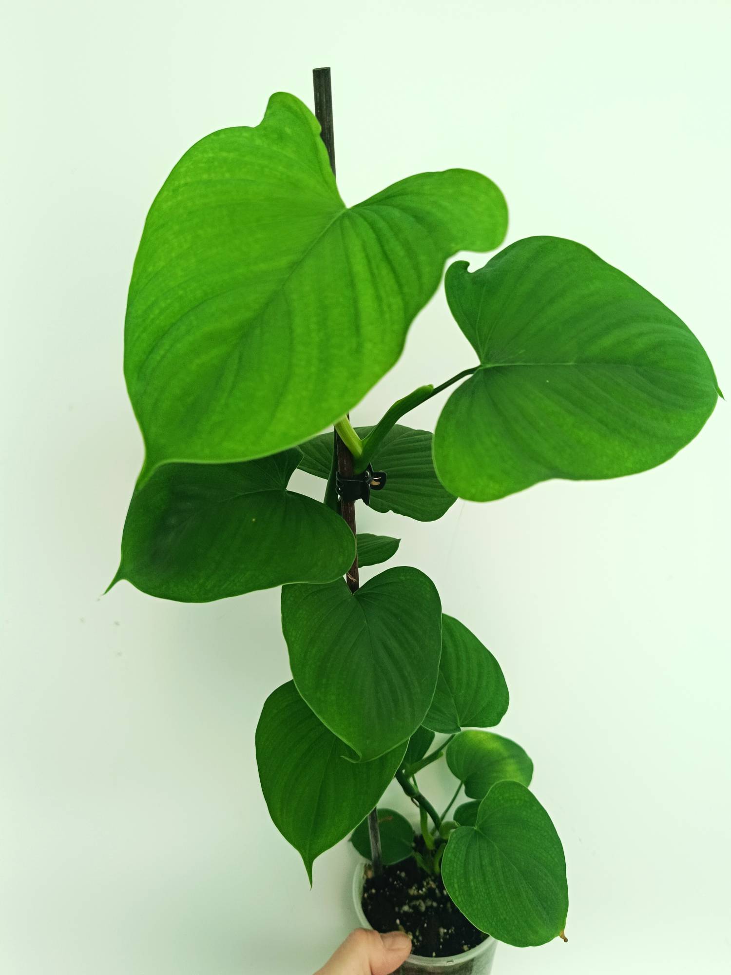 Philodendron Fibraecataphyllum