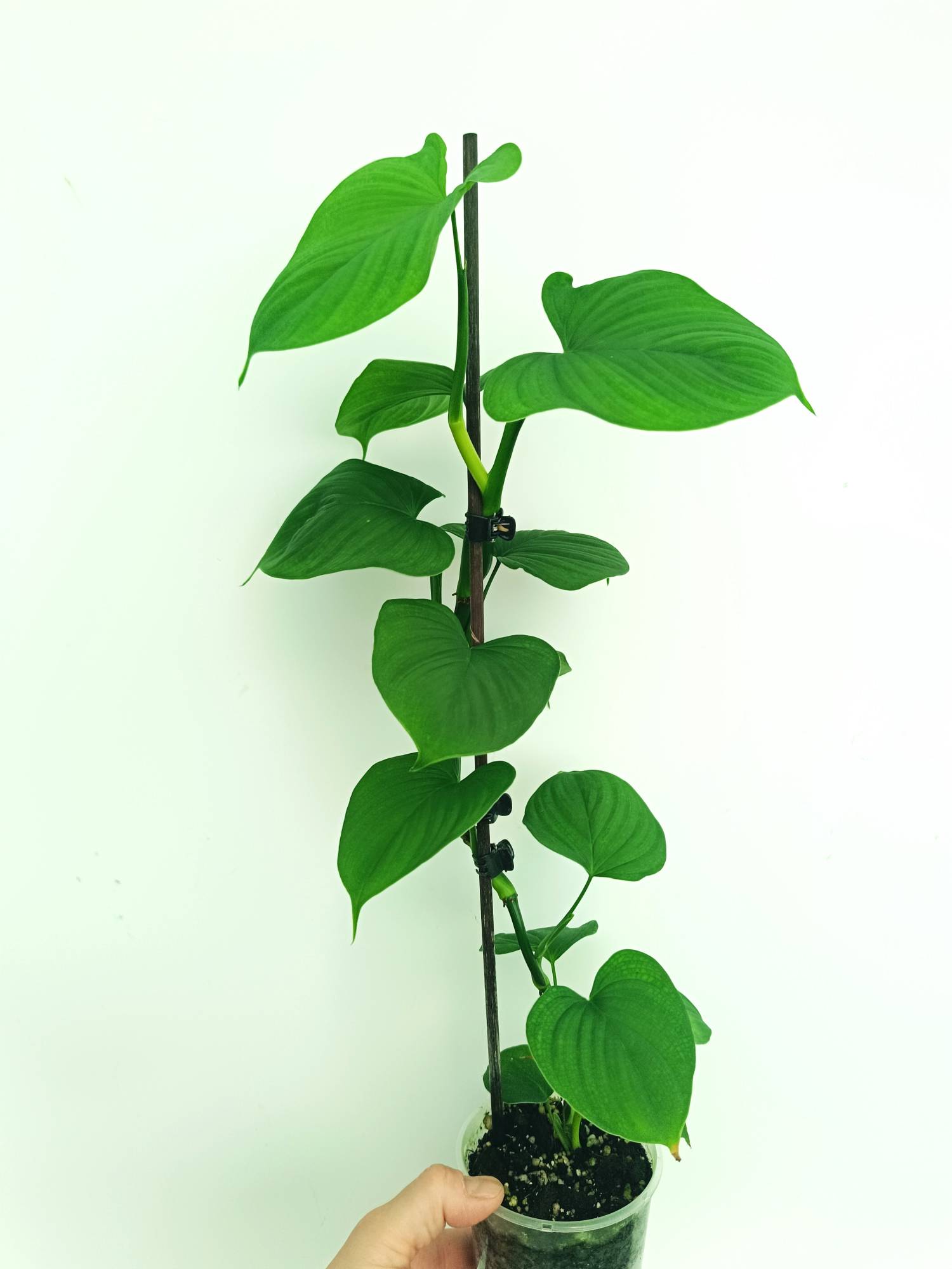 Philodendron Fibraecataphyllum