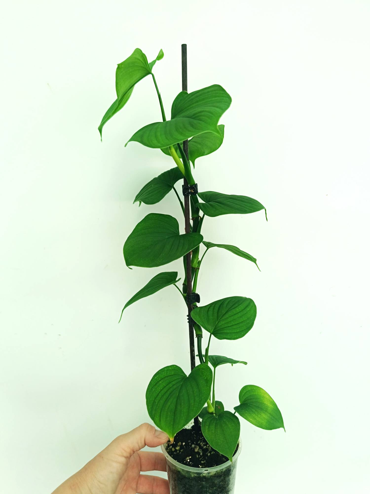 Philodendron Fibraecataphyllum