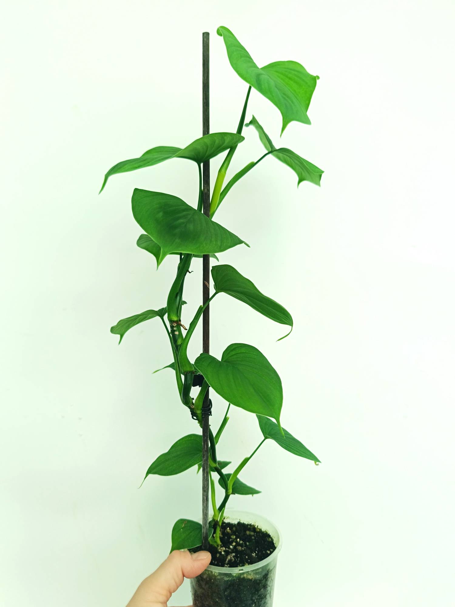Philodendron Fibraecataphyllum