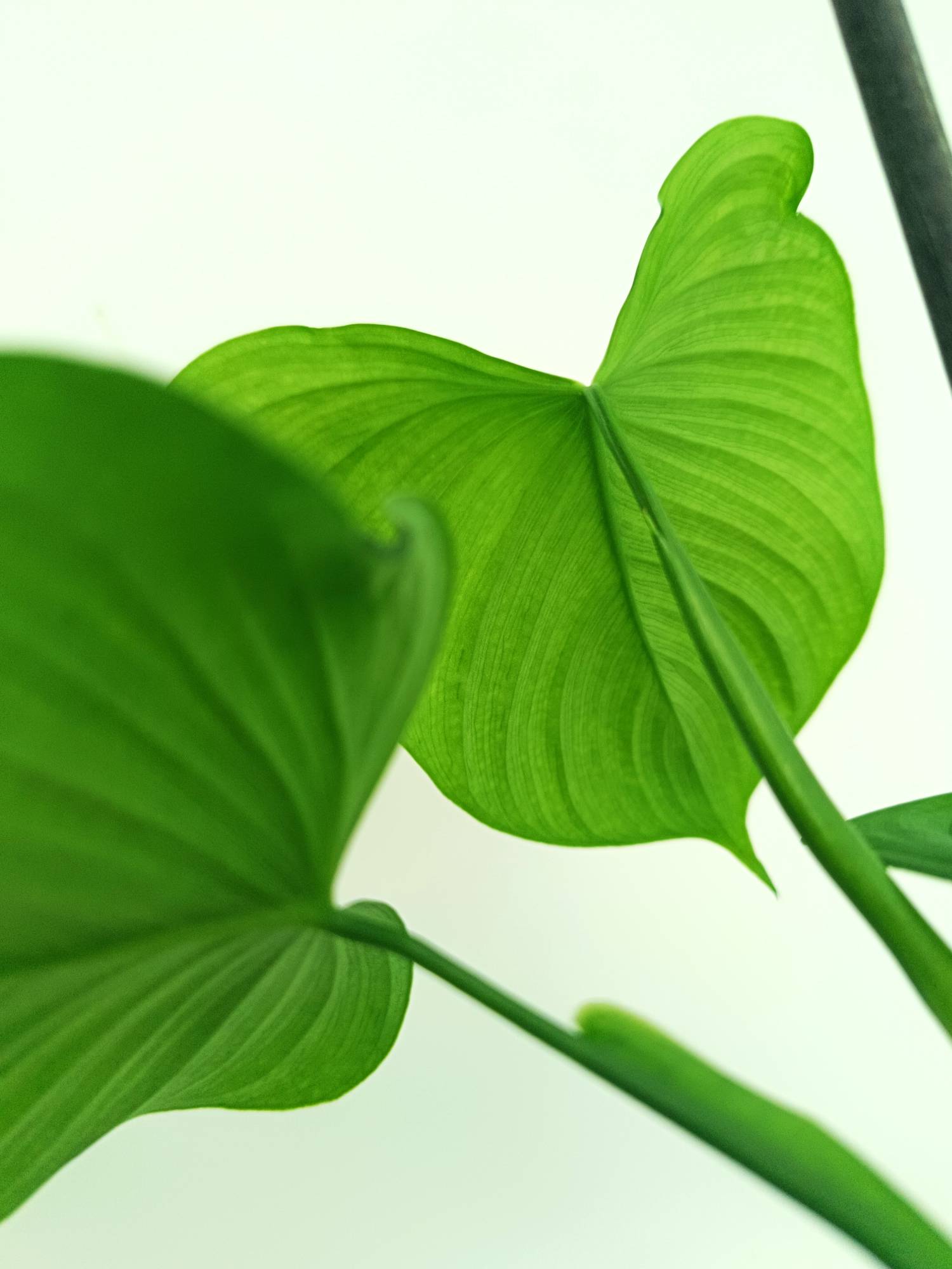 Philodendron Fibraecataphyllum