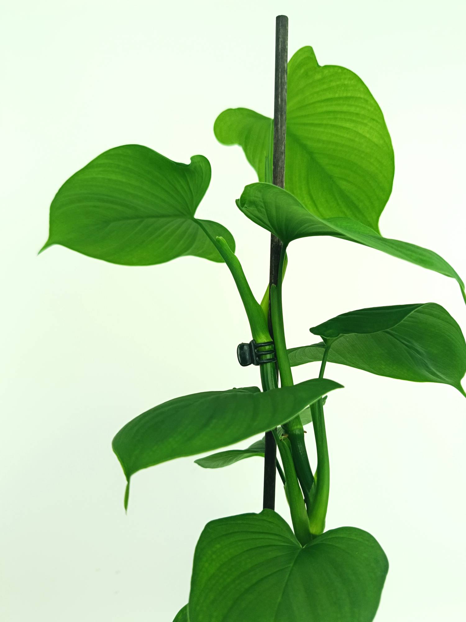 Philodendron Fibraecataphyllum