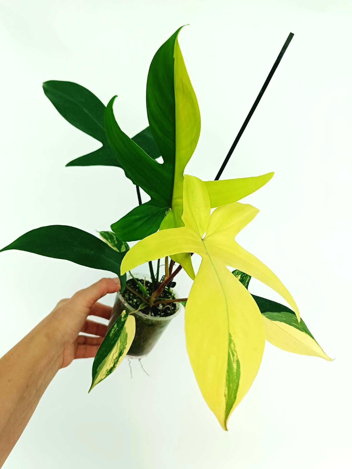 philodendron florida variegata Philodendron Florida Beauty Variegata