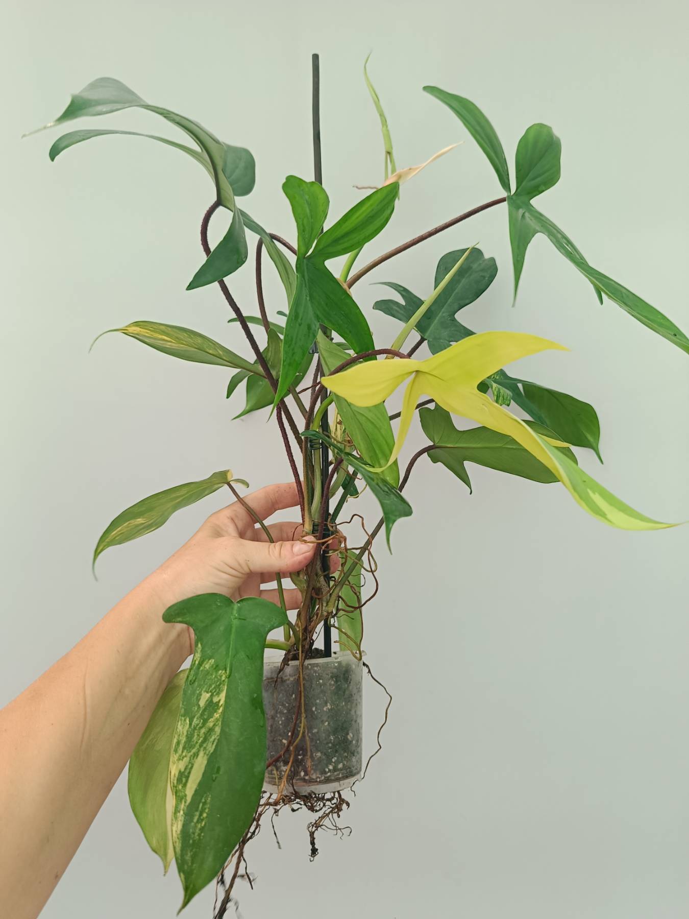 Philodendron Florida Beauty Variegata