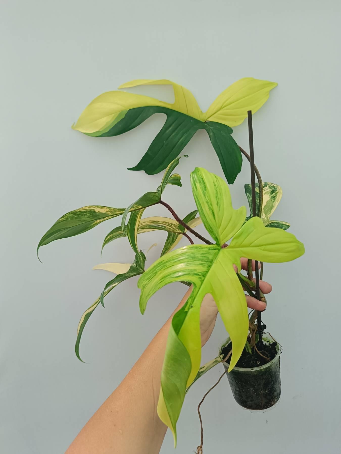 Philodendron Florida Beauty Variegata