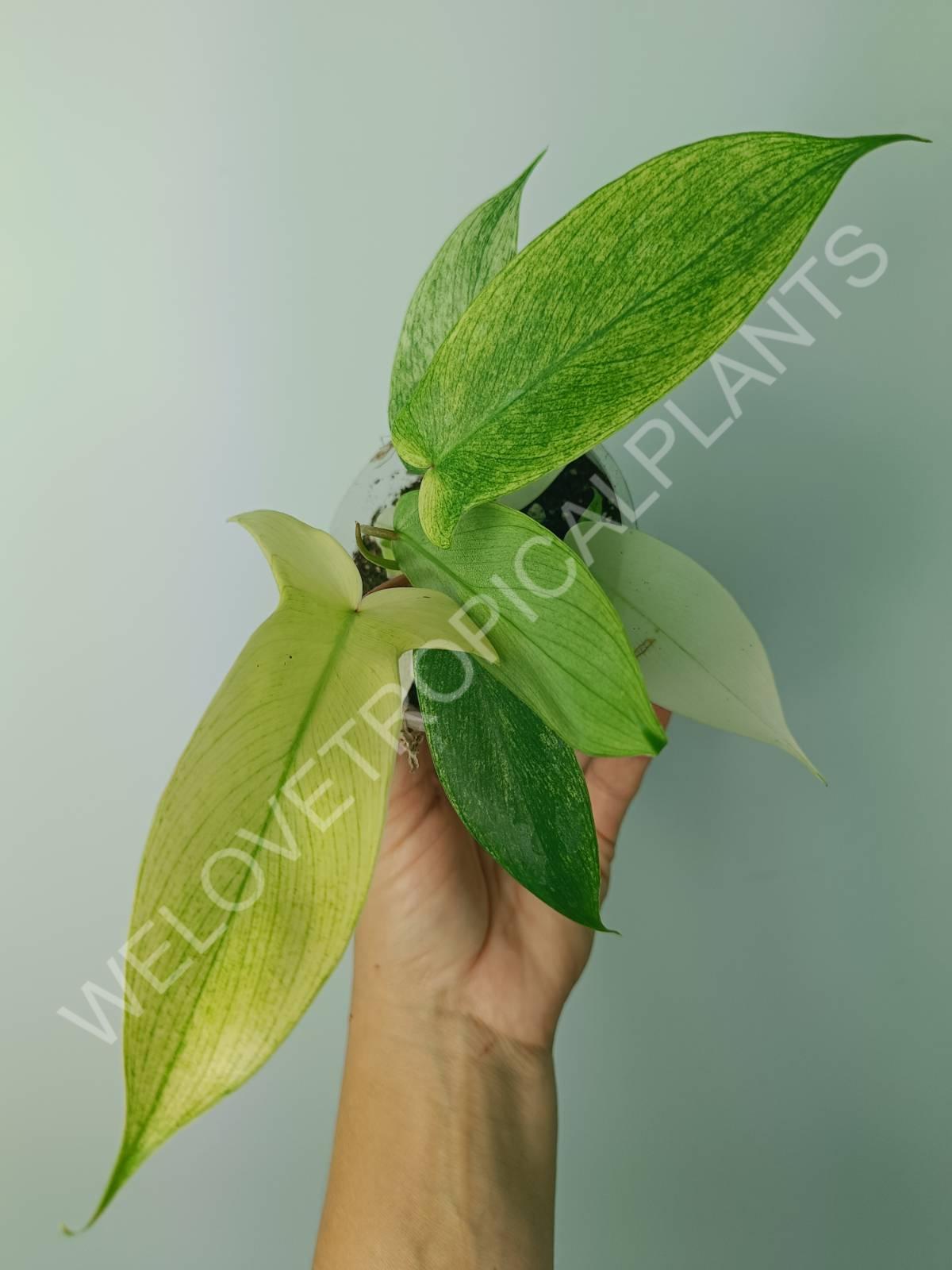 philodendron buy Philodendron florida ghost (young plant)