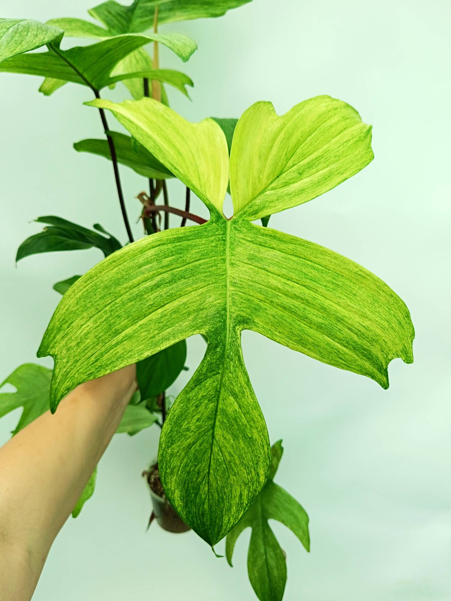 philodendron ghost Philodendron florida ghost XL