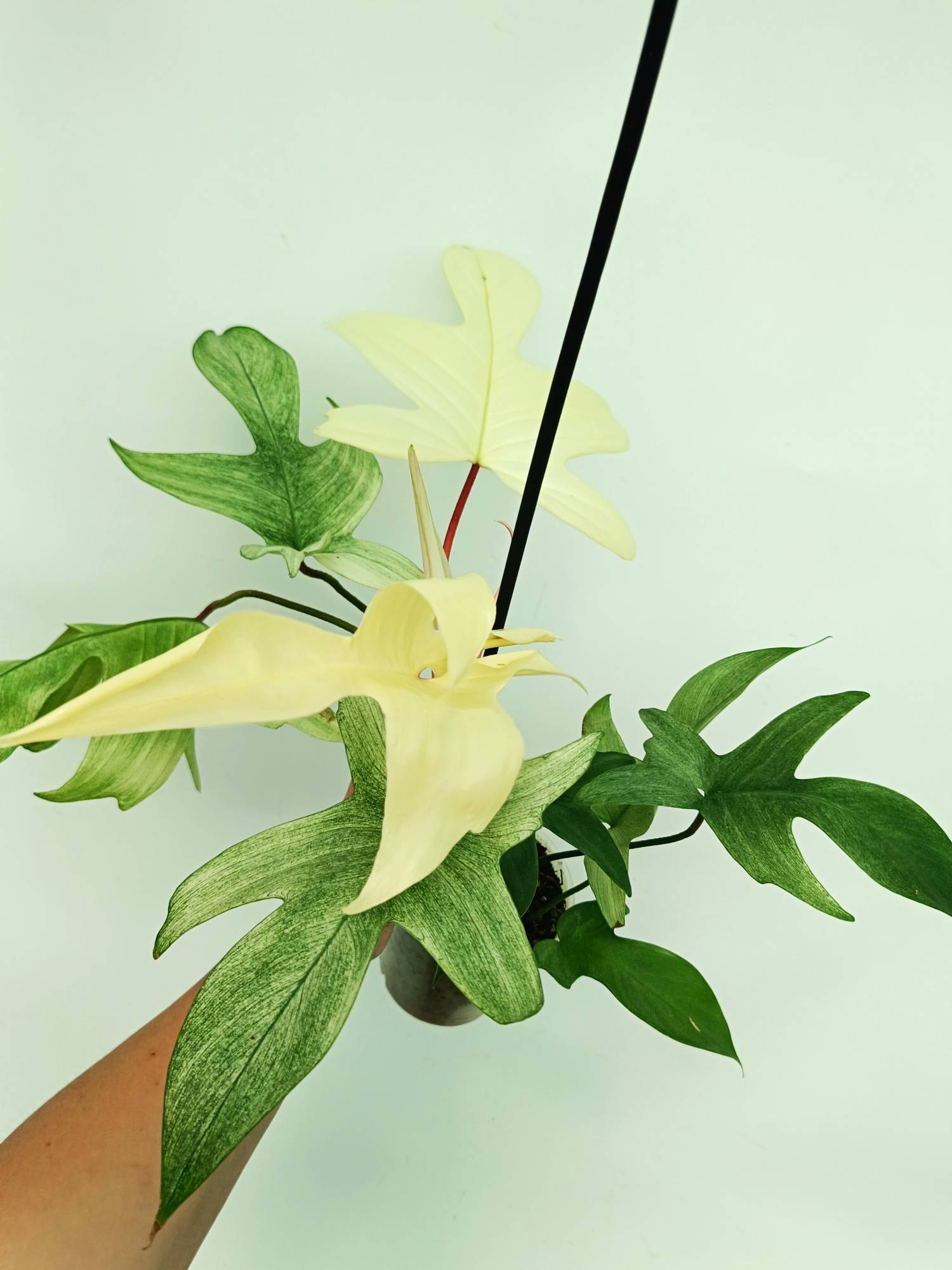 Philodendron Florida Ghost
