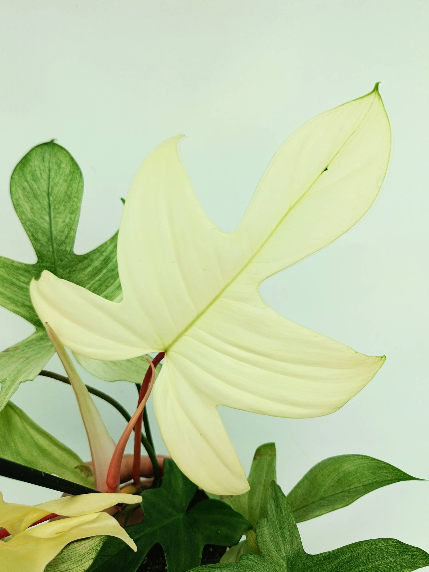 Philodendron Florida Ghost