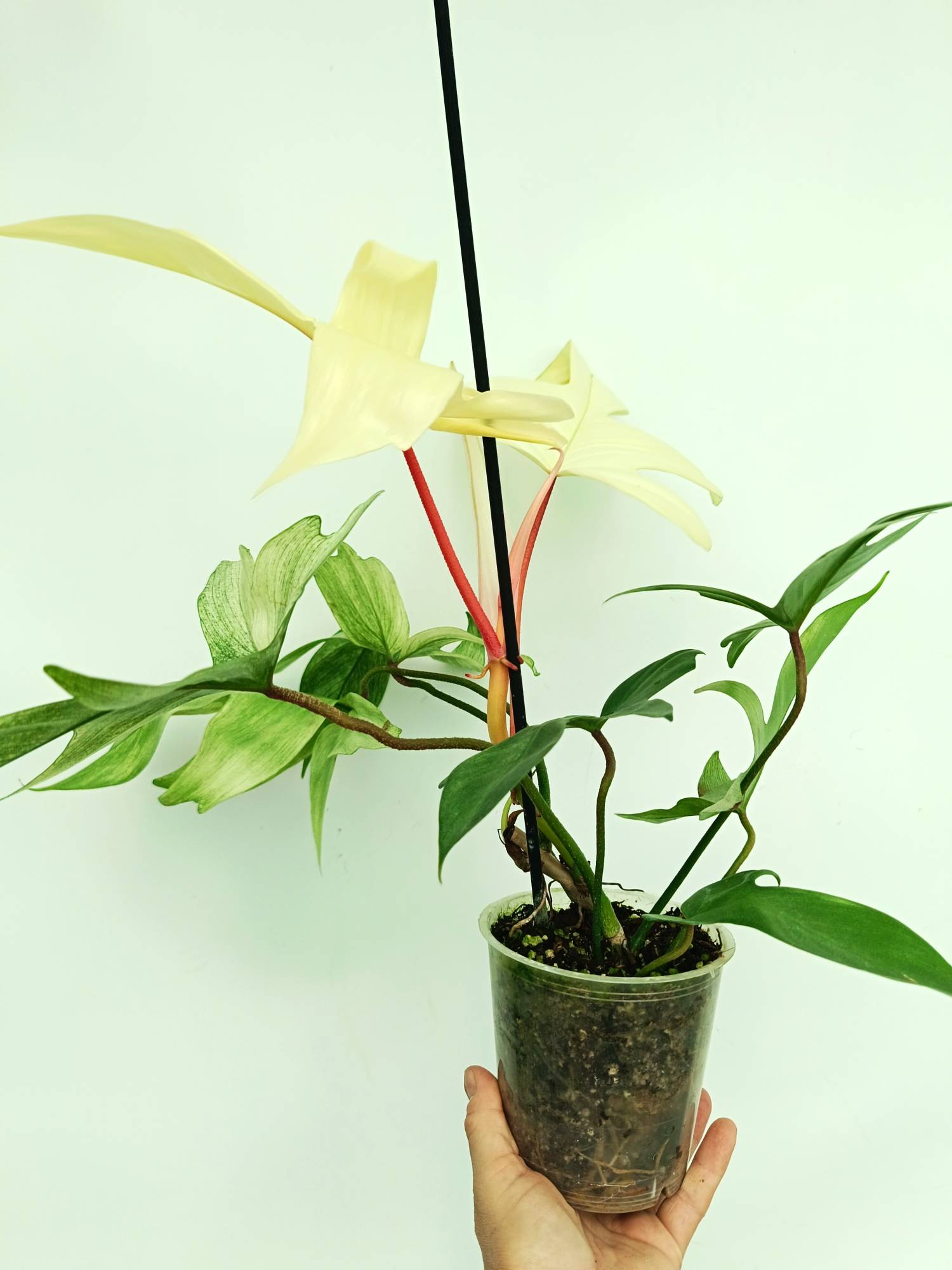 Philodendron Florida Ghost