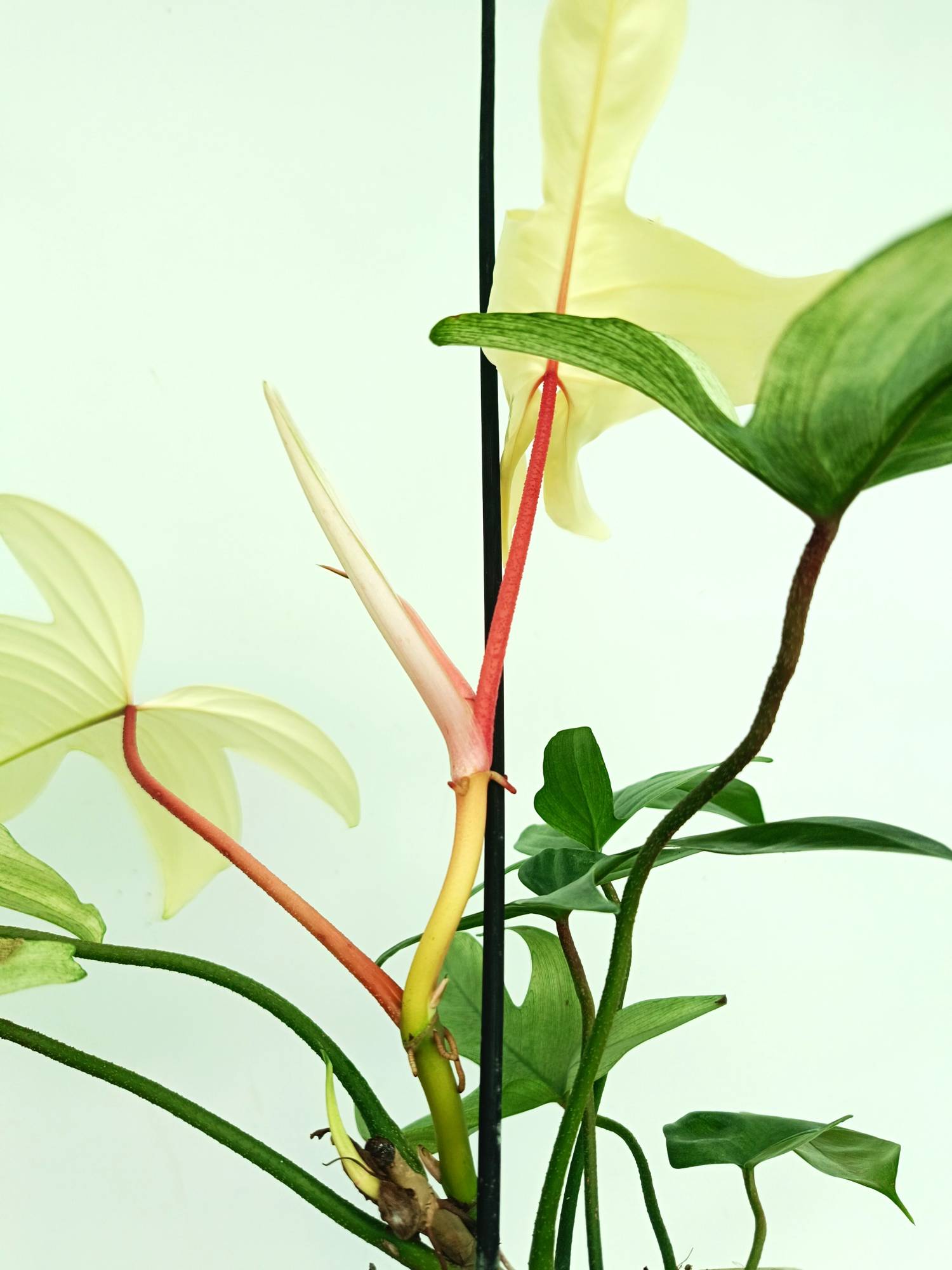 Philodendron Florida Ghost