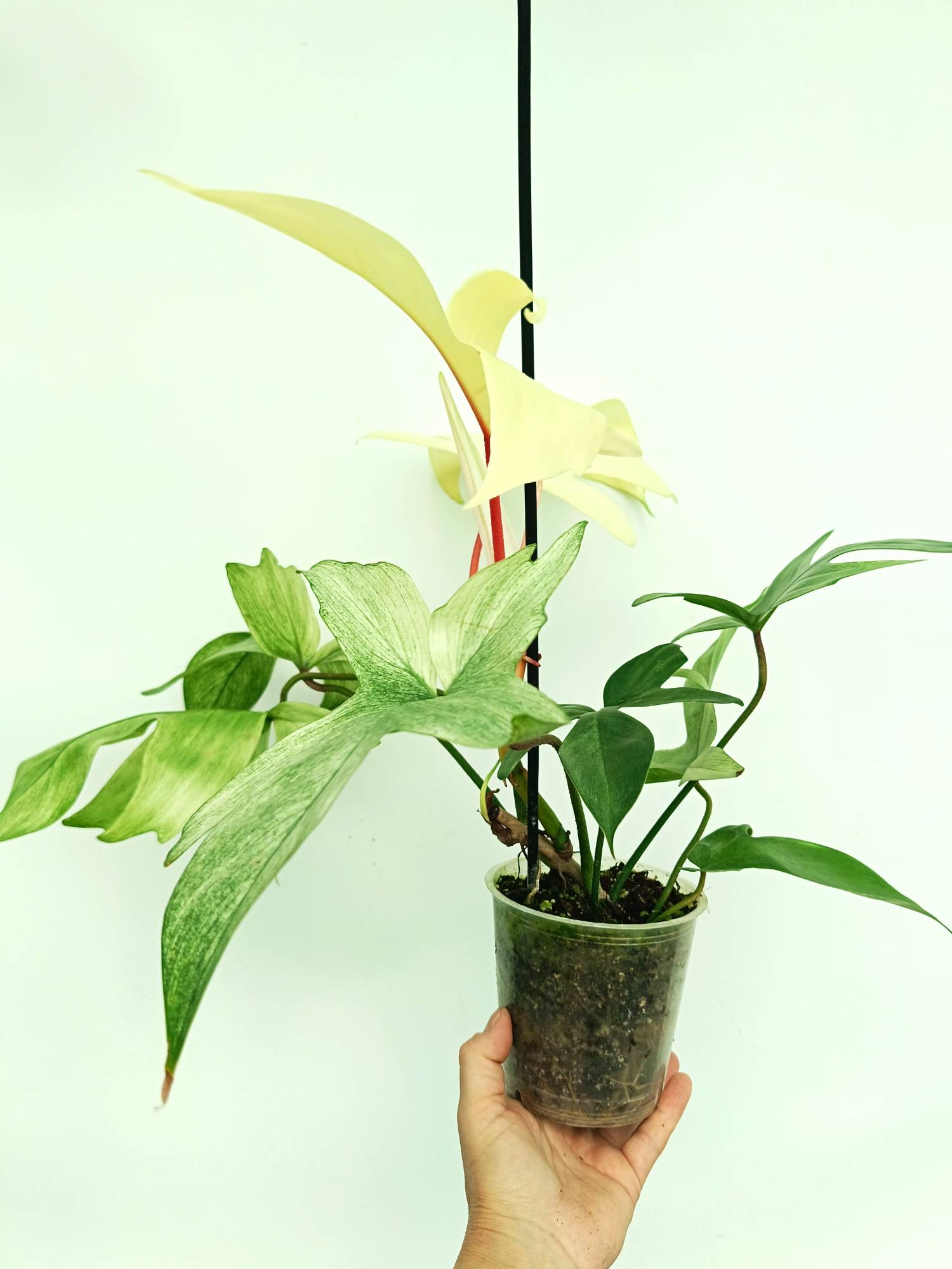 Philodendron Florida Ghost