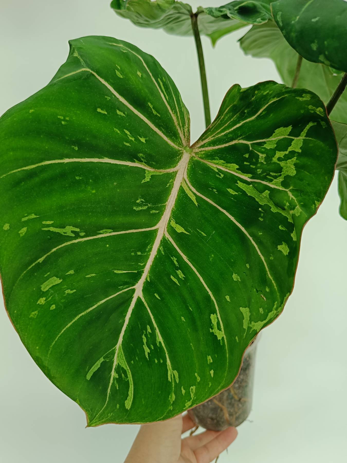 Philodendron gloriosum variegata
