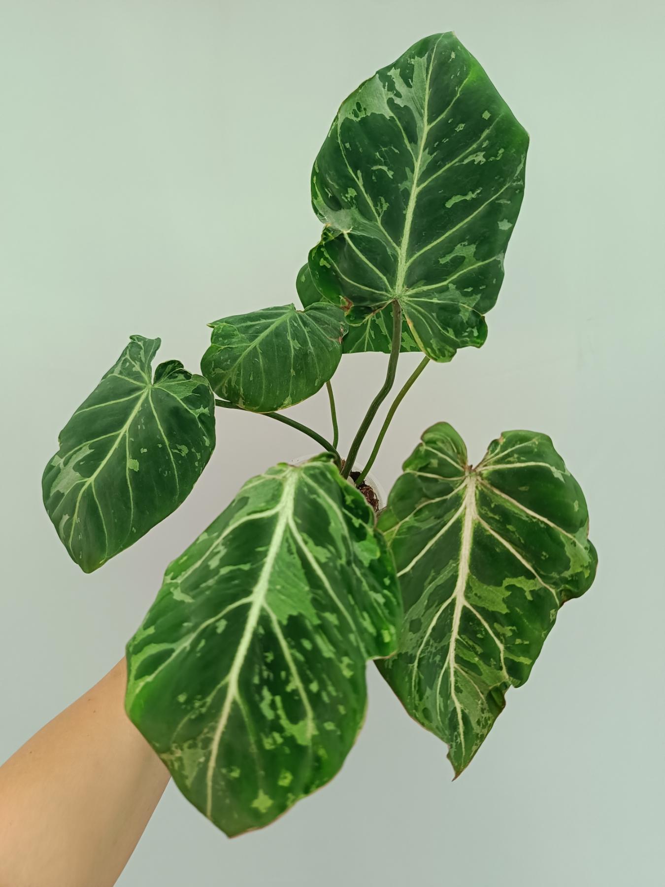 Philodendron Gloriosum Variegata | Welovetropicalplants
