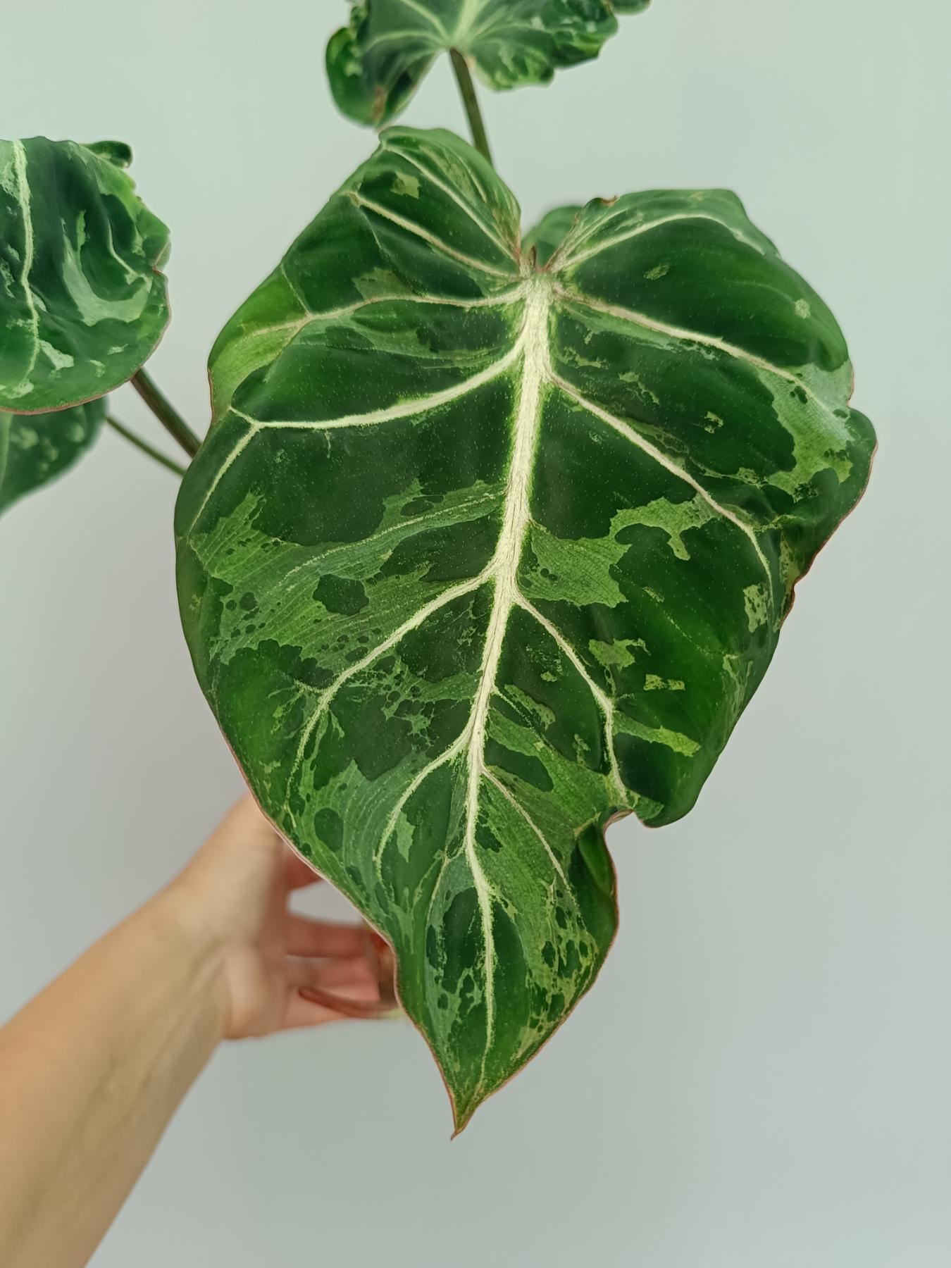 Philodendron Gloriosum Variegata