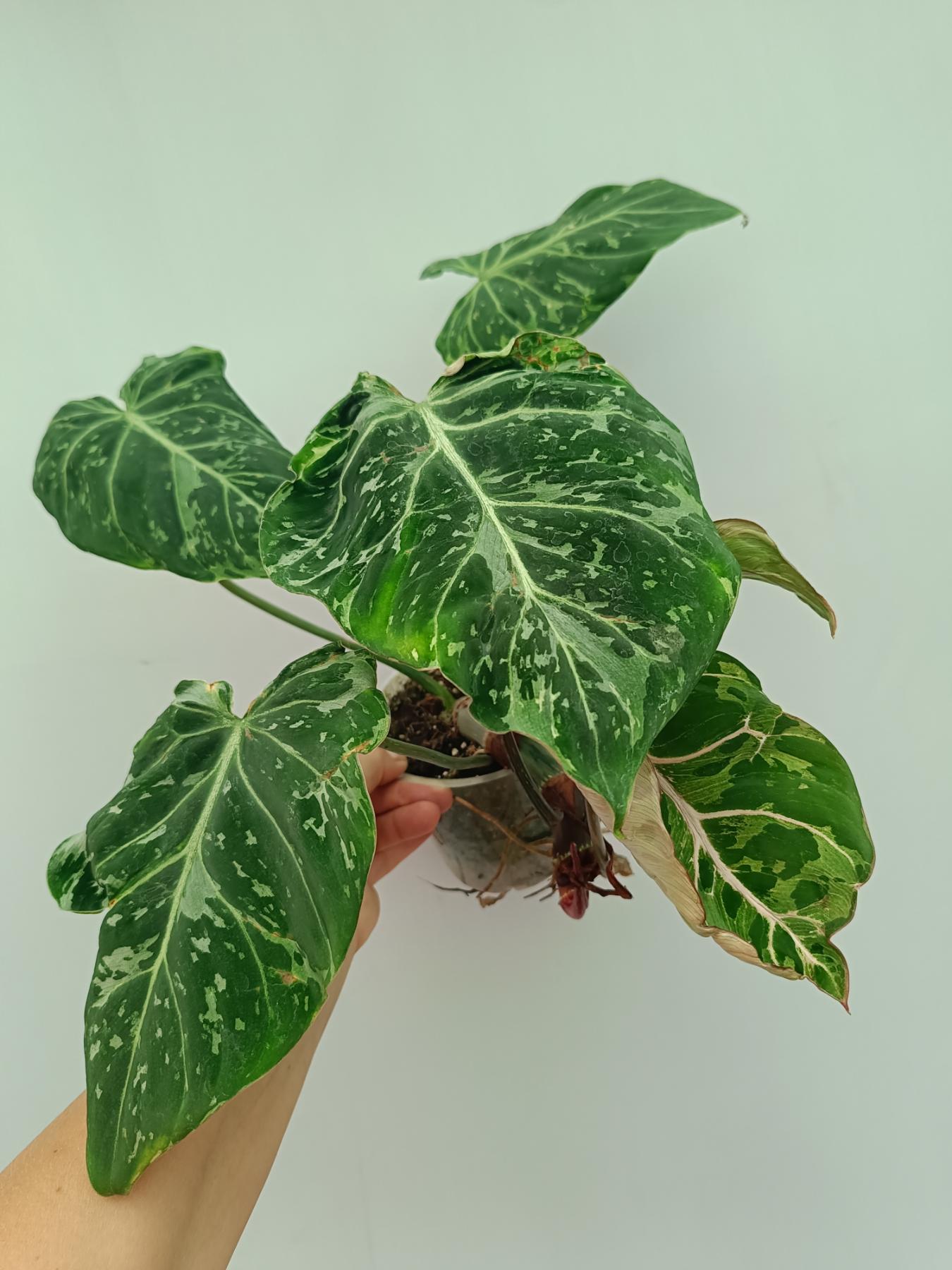 philodendron gloriosum yellow leaves Philodendron Gloriosum Variegata
