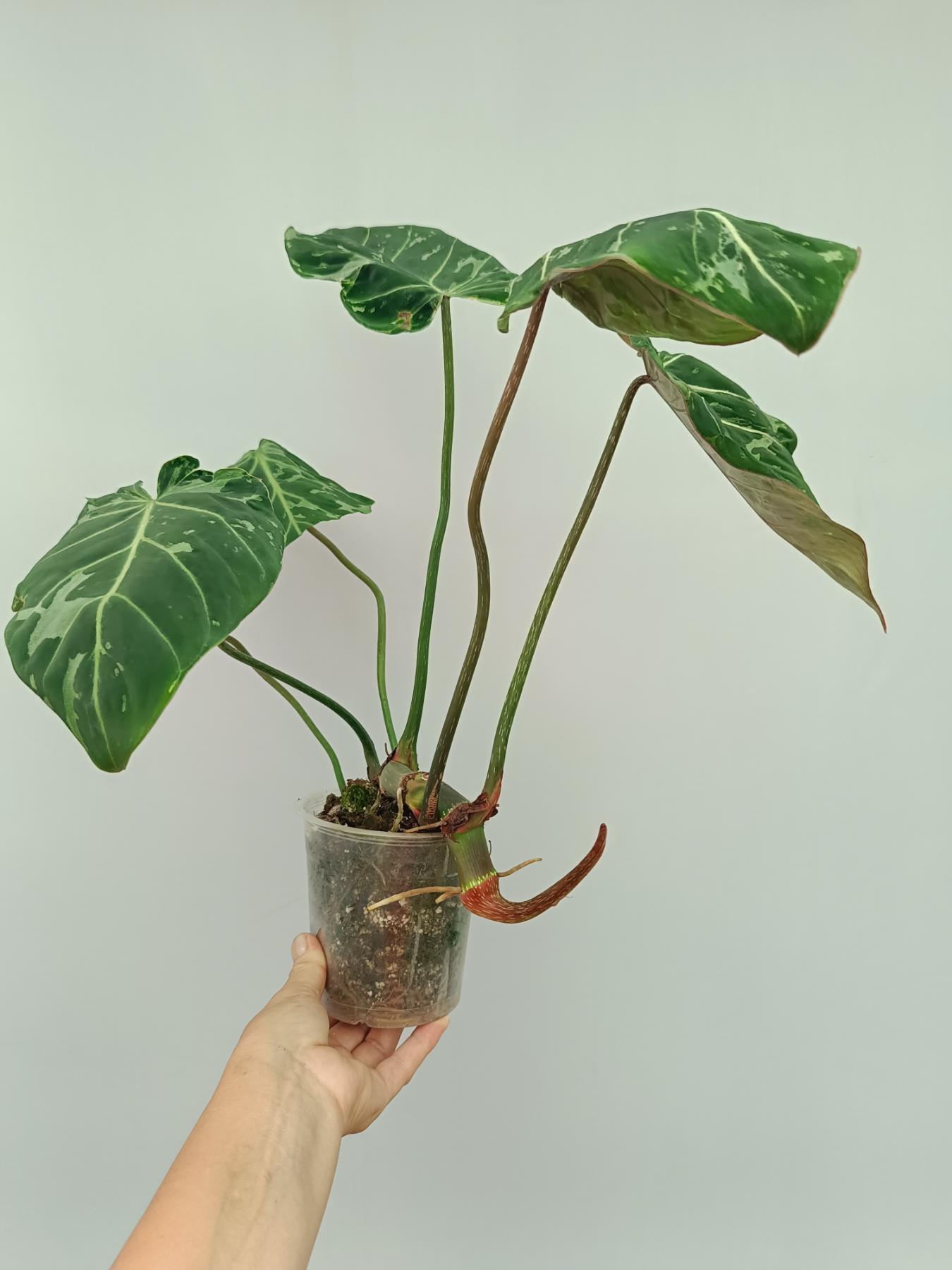 Philodendron Gloriosum Variegata