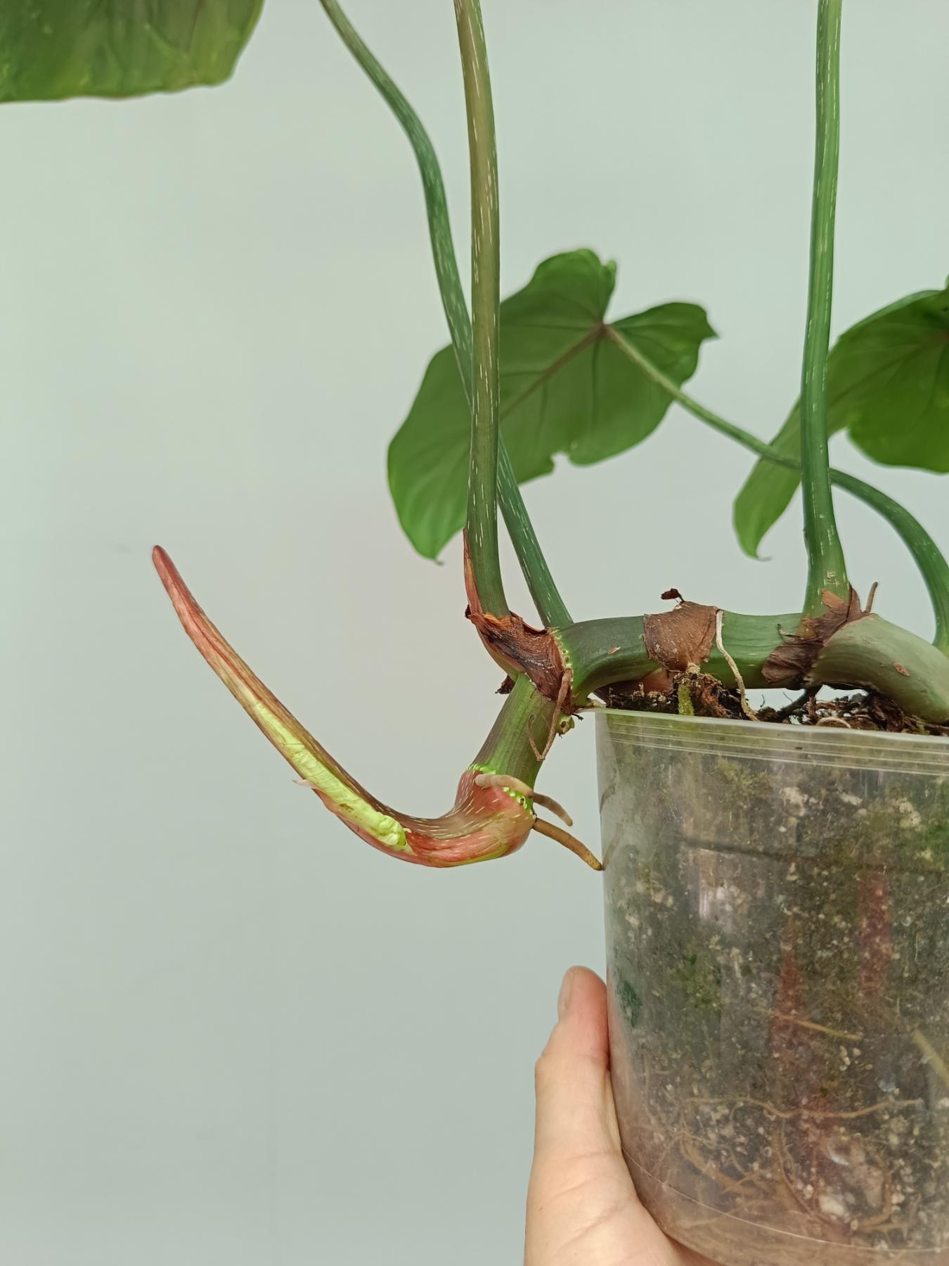 Philodendron Gloriosum Variegata