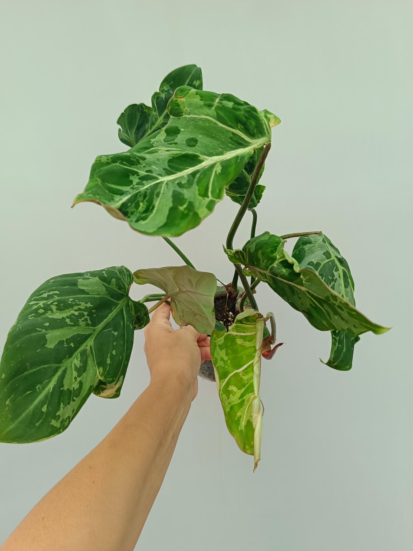 philodendron gloriosum variegated for sale Philodendron Gloriosum Variegata