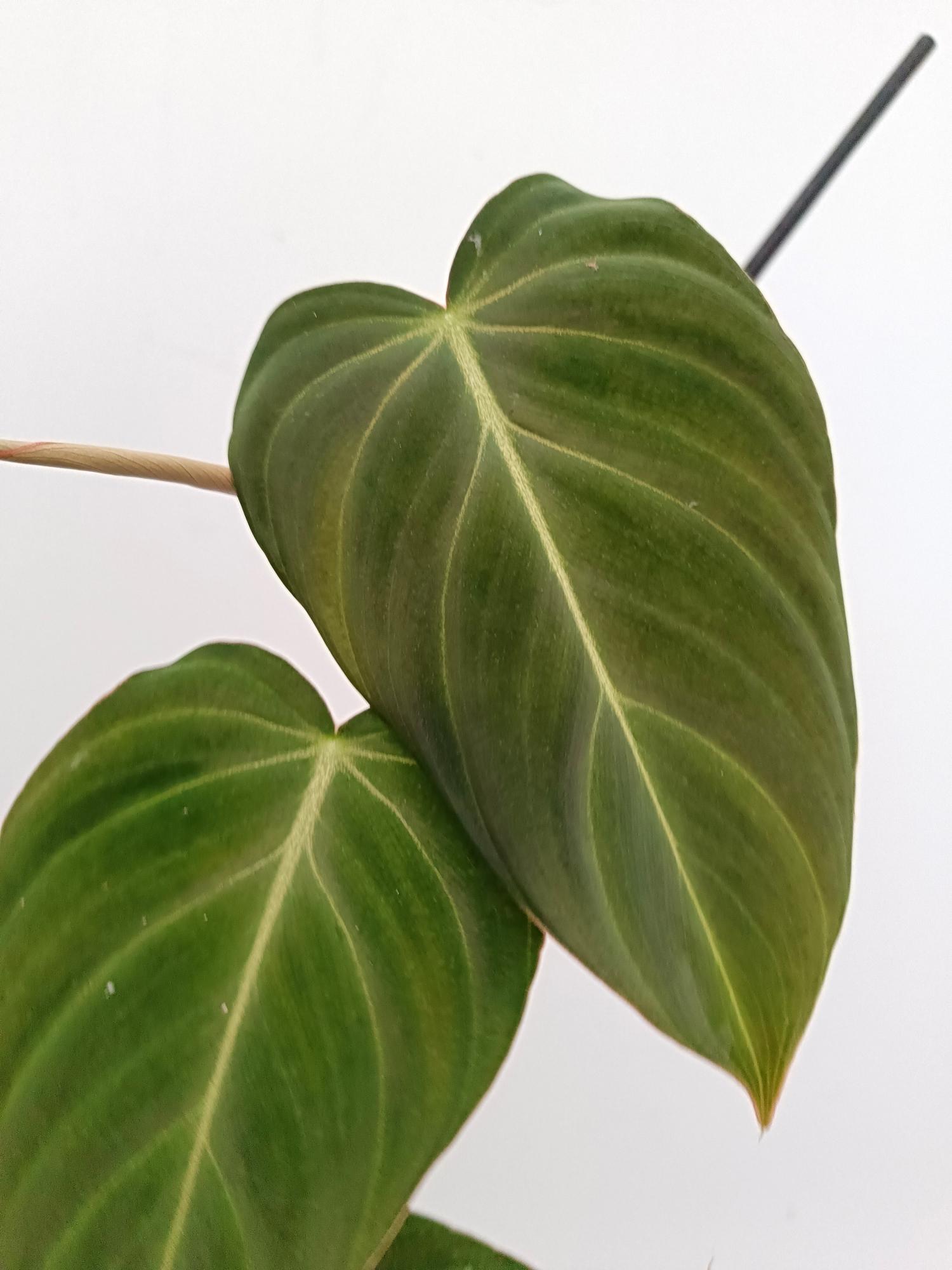 philodendron substrate Philodendron glorious (young plant) Ph. GloriosumX Ph. Melanochrysum