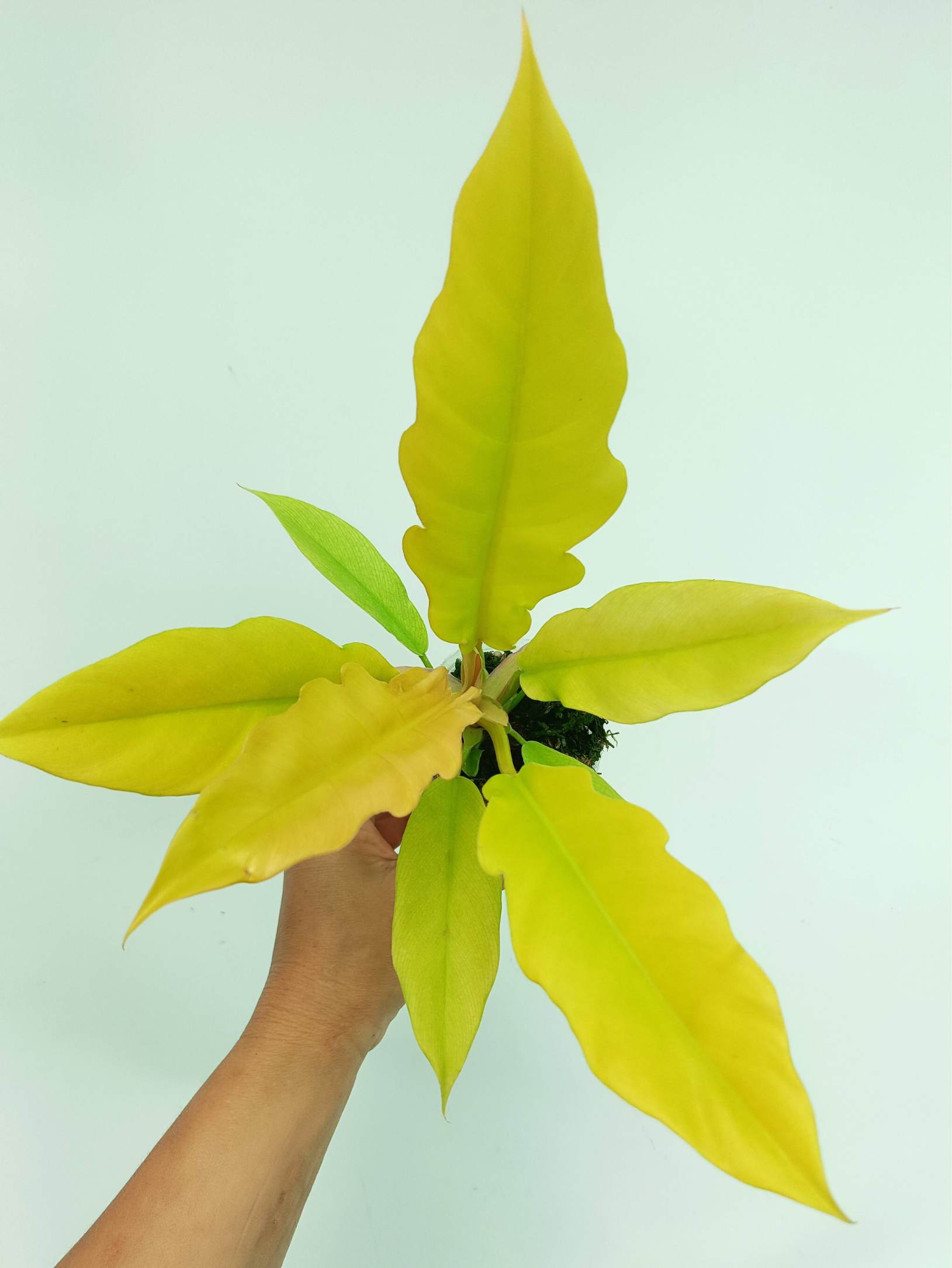 philodendron gold bullion Philodendron Golden Crocodile