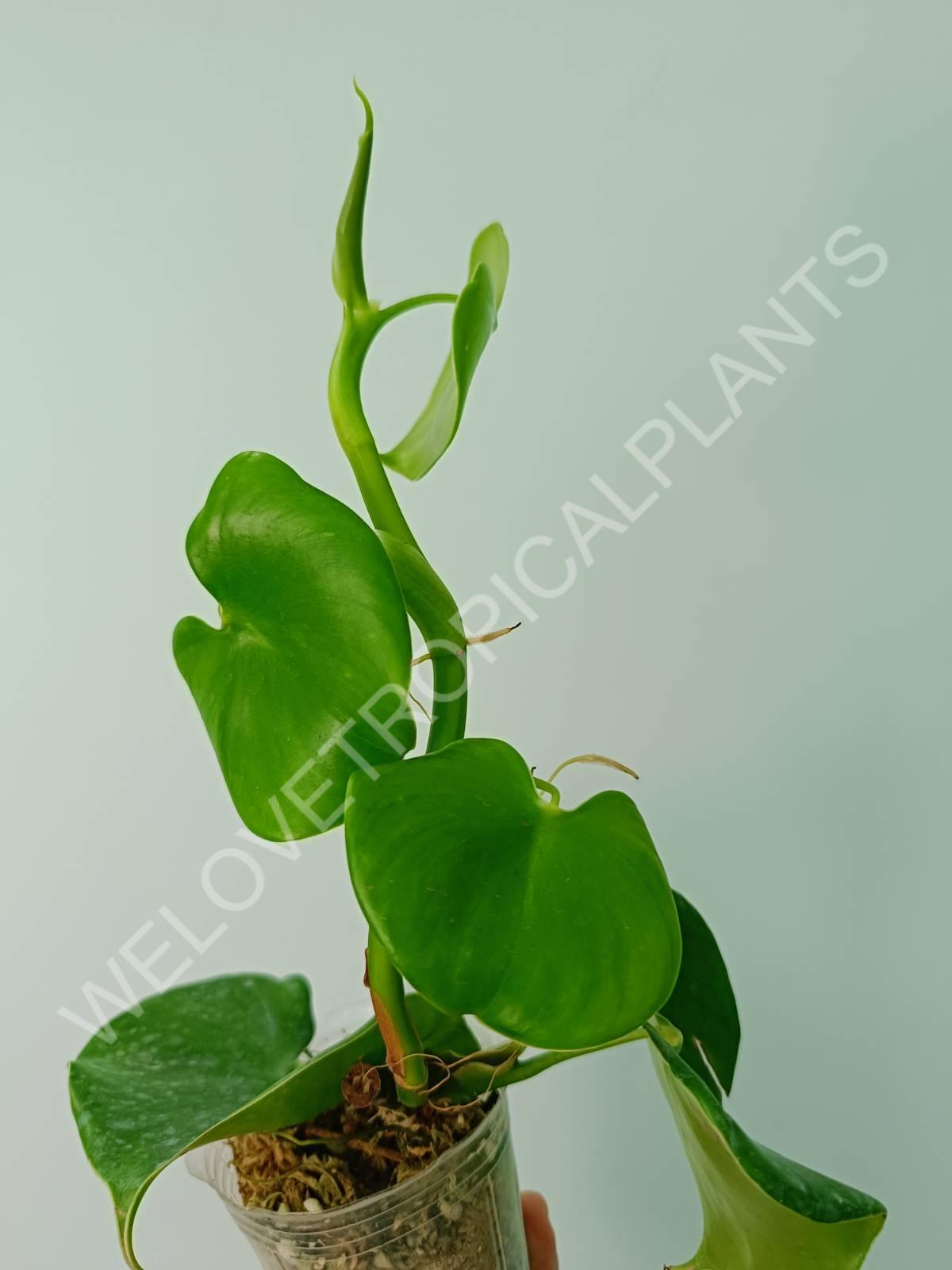 philodendron grazielae for sale Philodendron grazielae