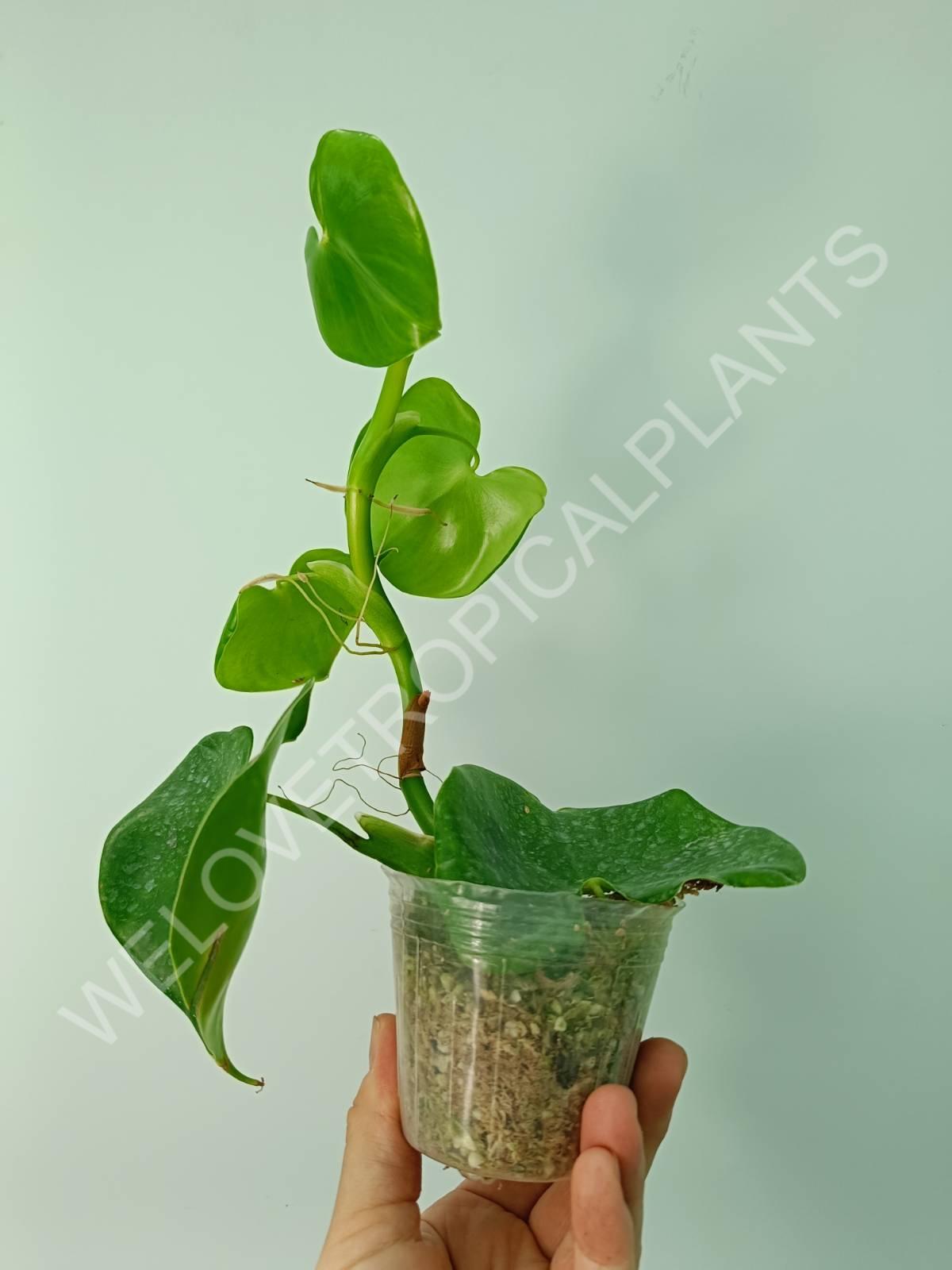 Philodendron grazielae