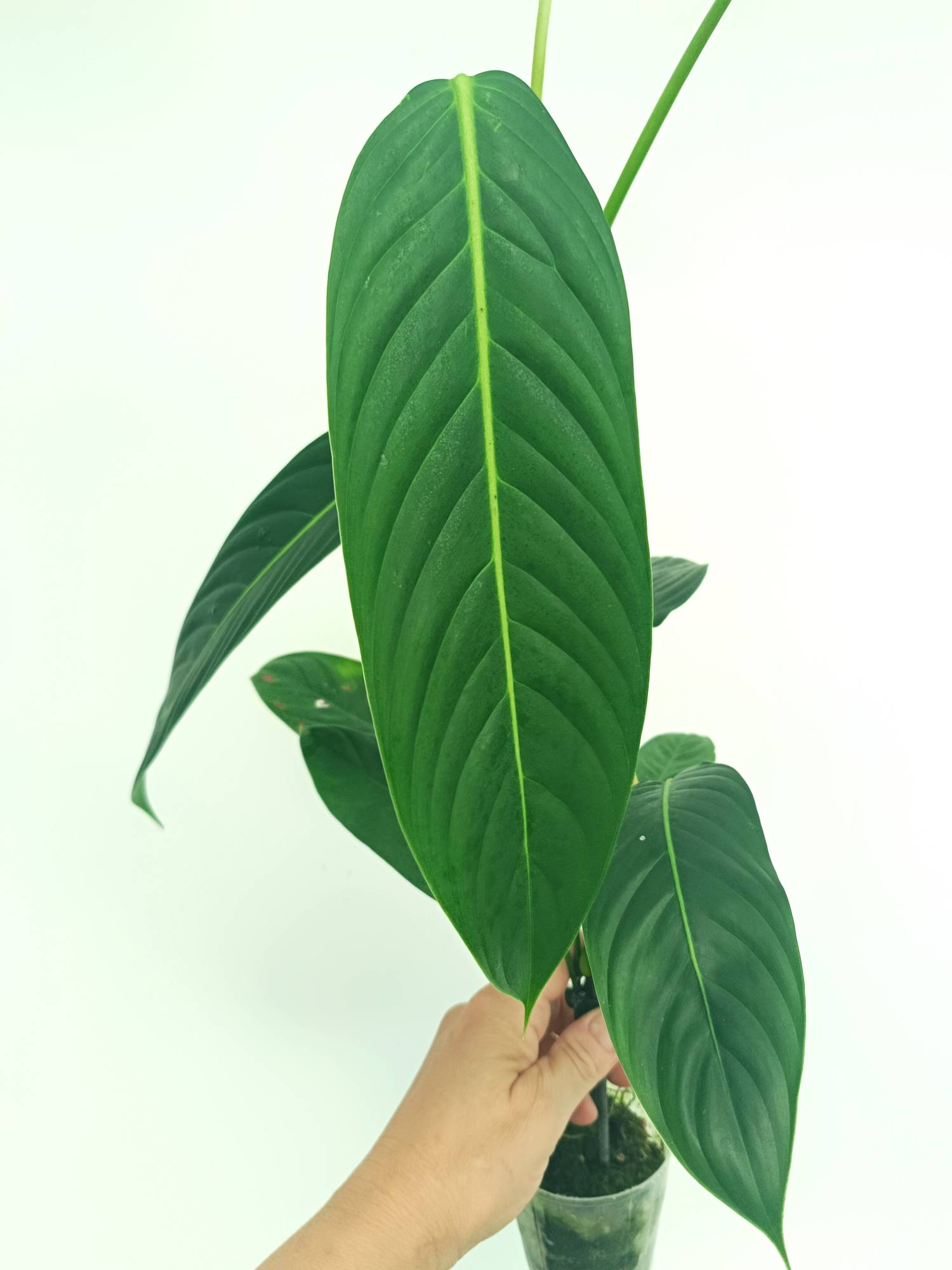 philodendron heterocraspedum Philodendron Heterocraspedon