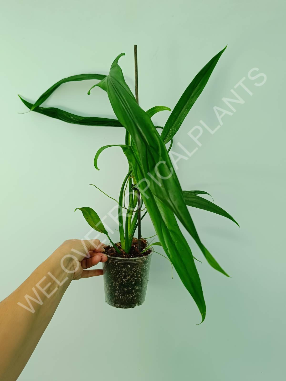 Philodendron holtonianum