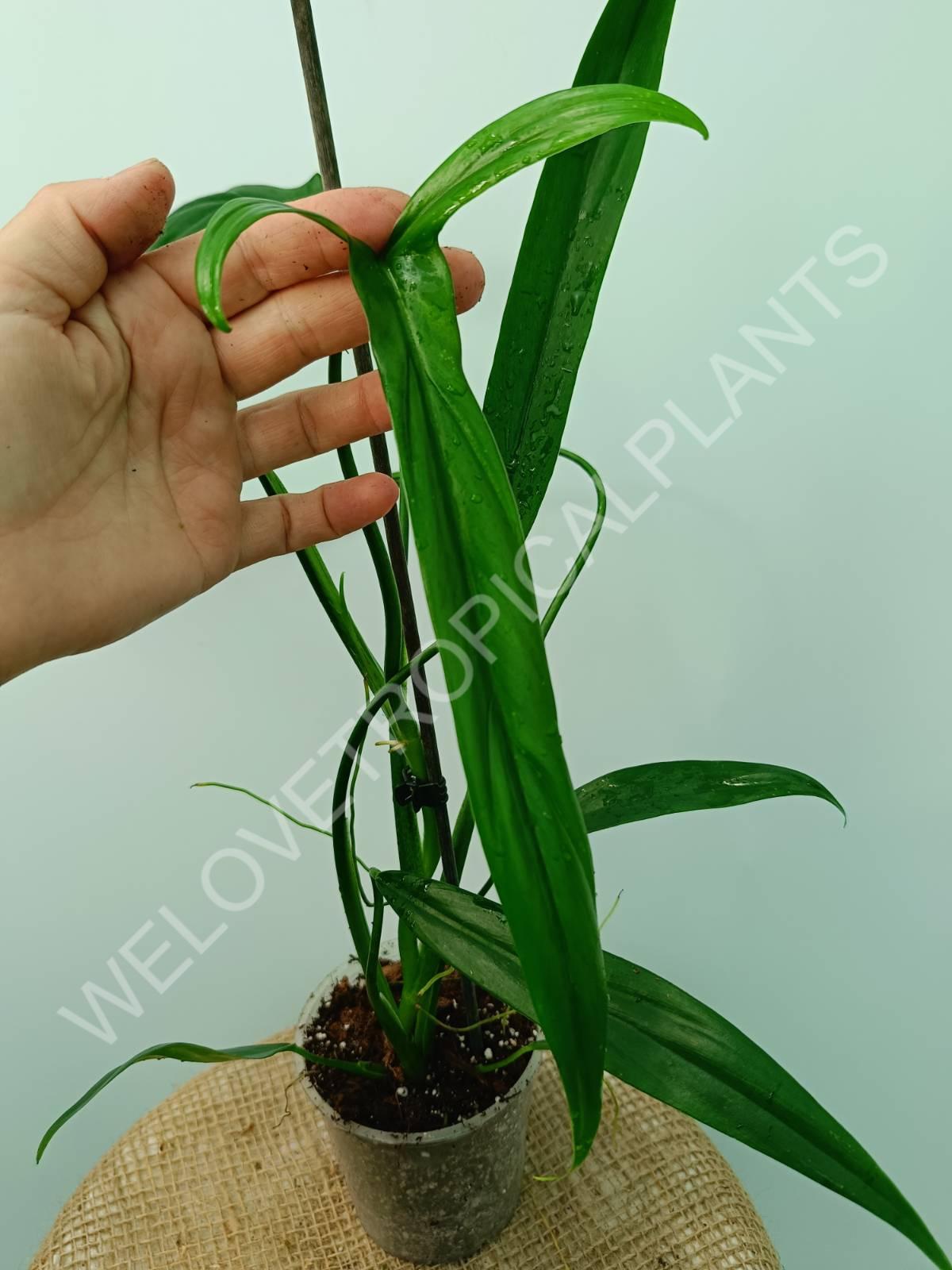 Philodendron holtonianum