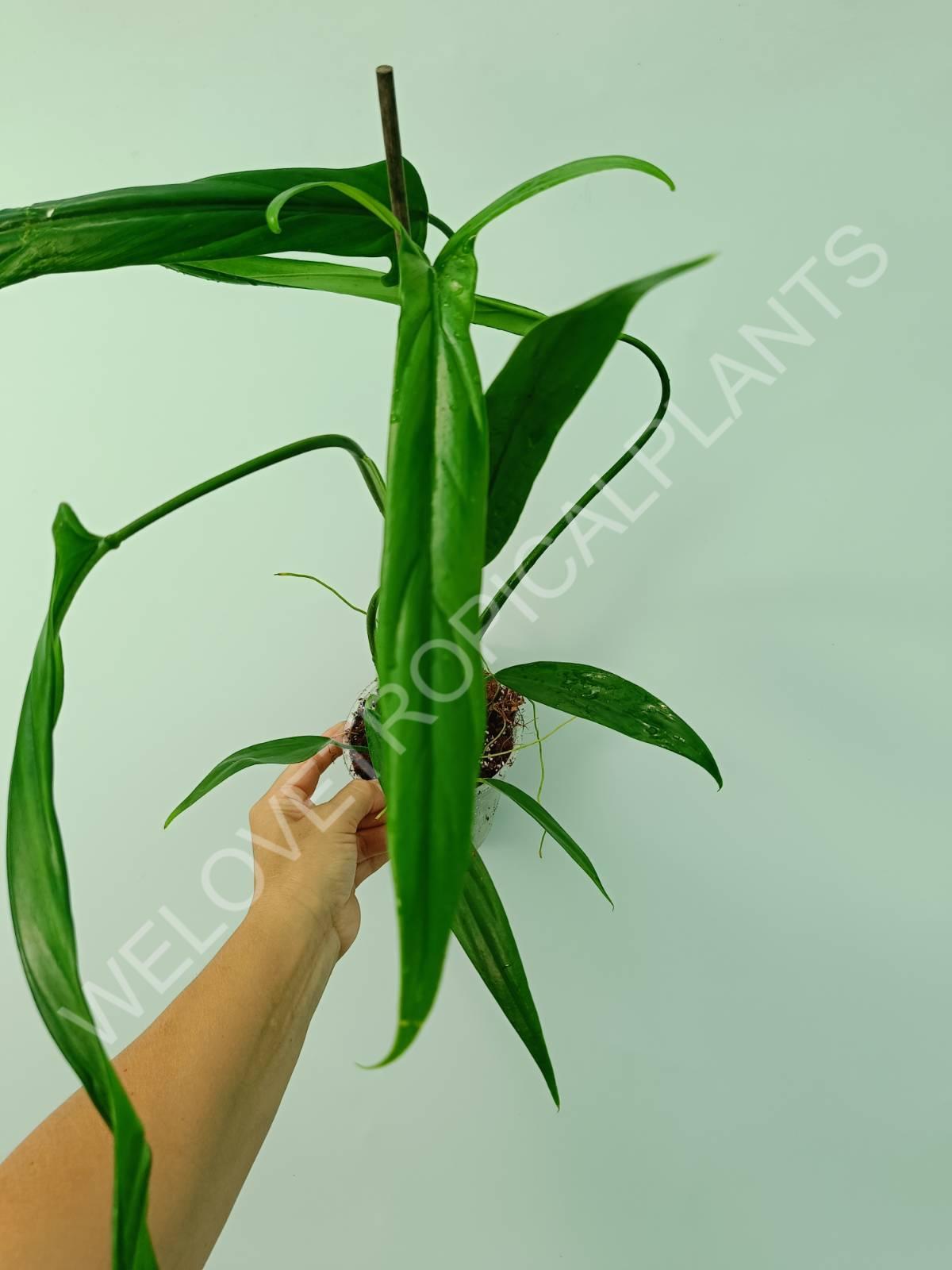 Philodendron holtonianum