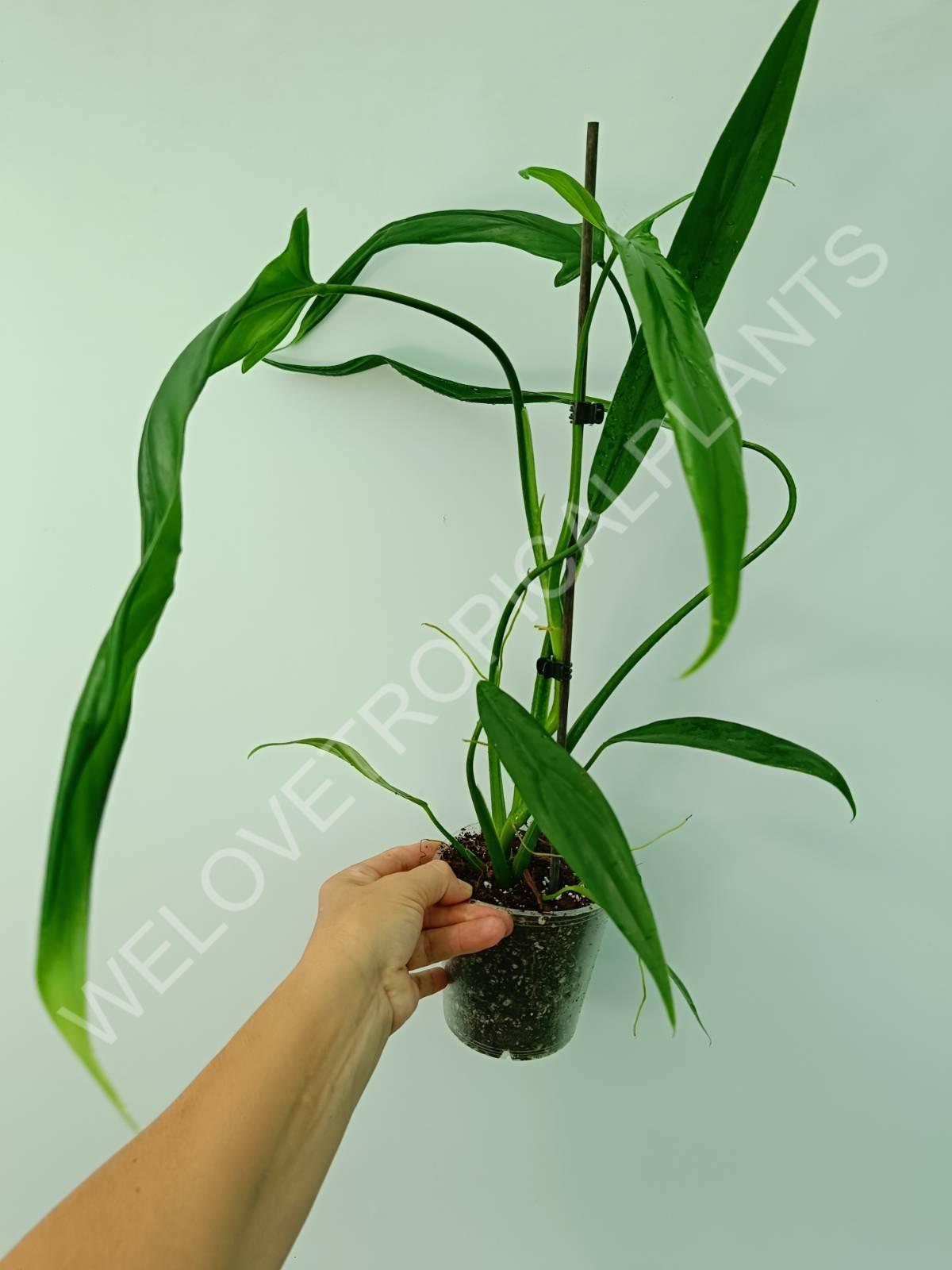 Philodendron holtonianum