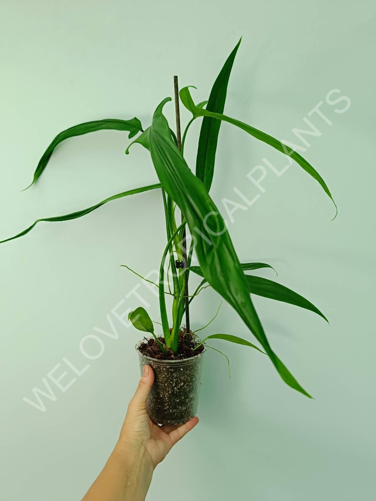 Philodendron holtonianum