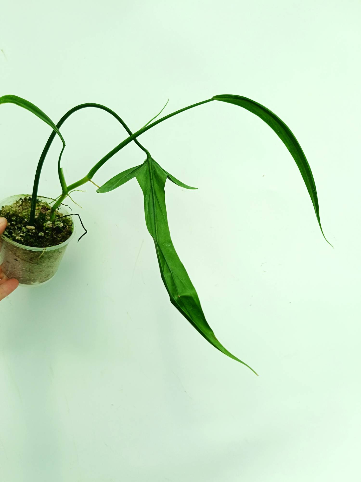 Philodendron Holtonianum