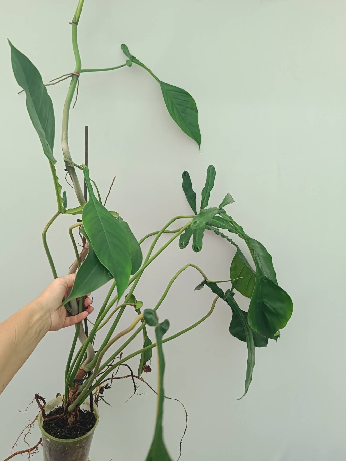 philodendron precio Philodendron Joepii XXL